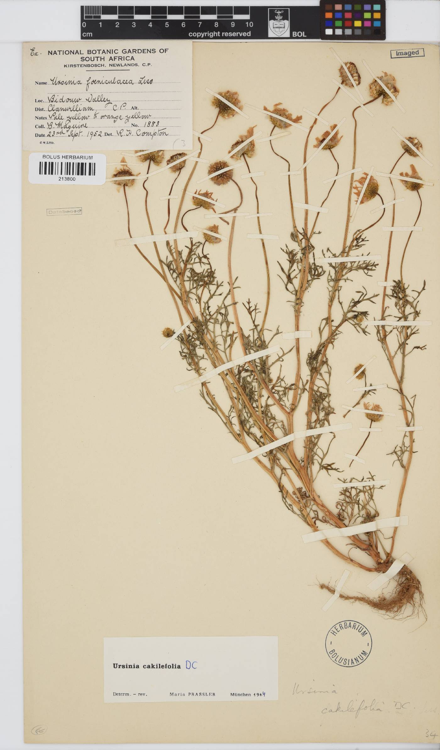 Ursinia cakilefolia image