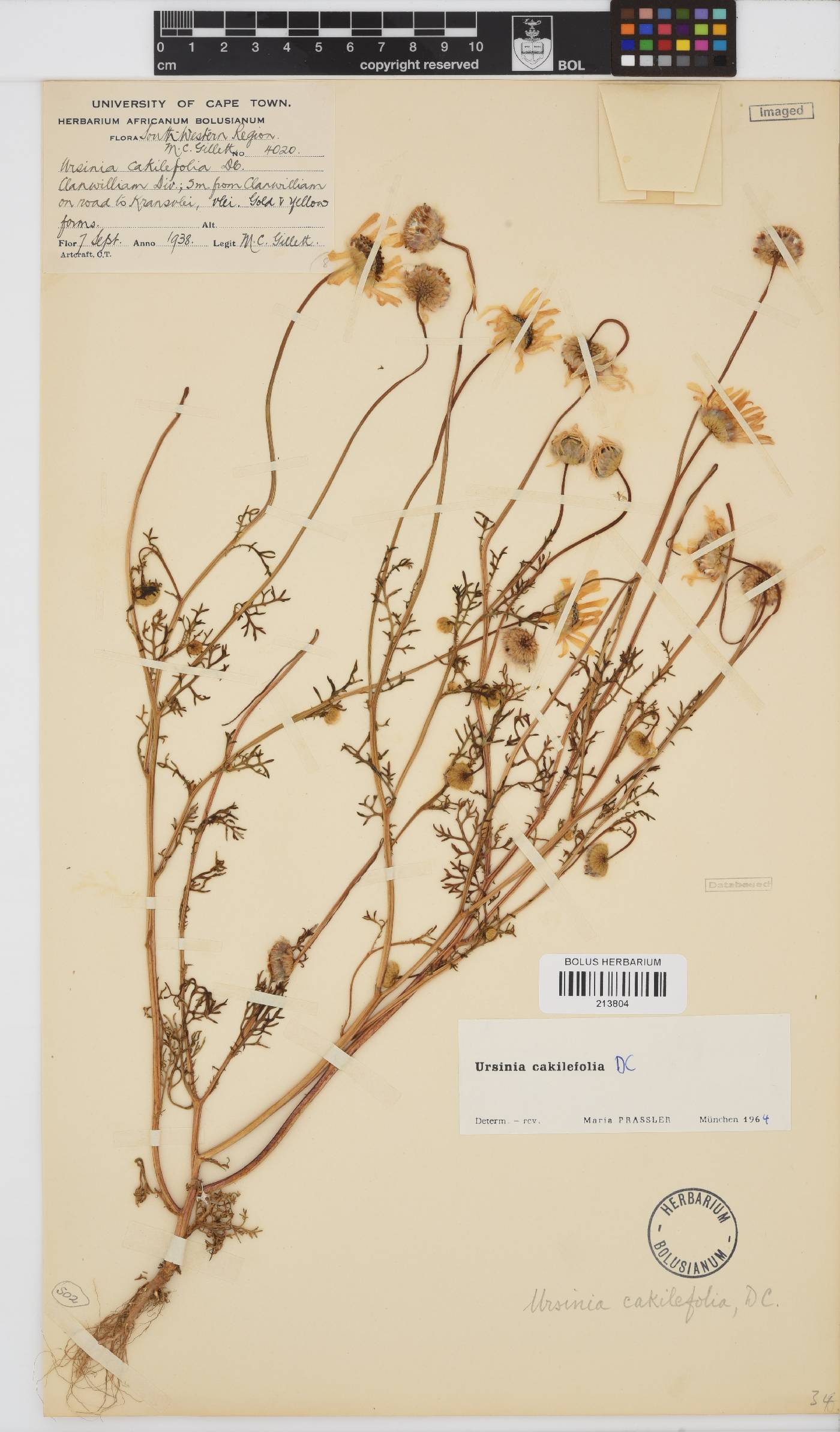 Ursinia cakilefolia image