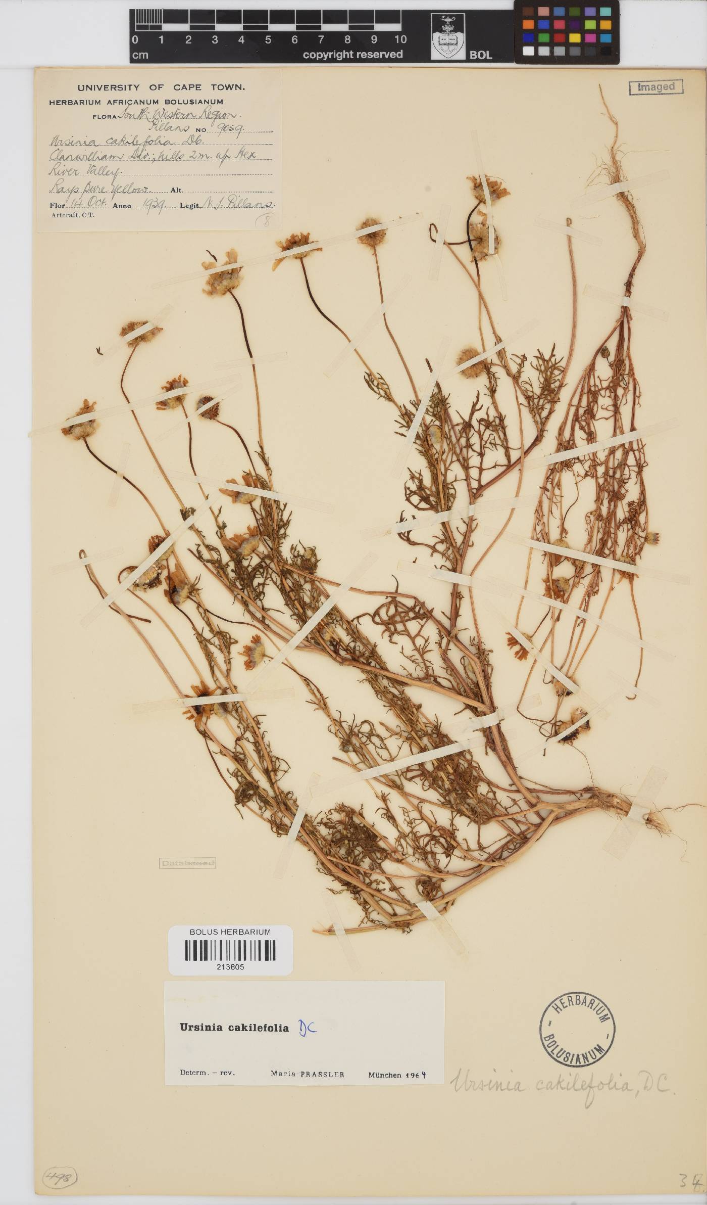 Ursinia cakilefolia image
