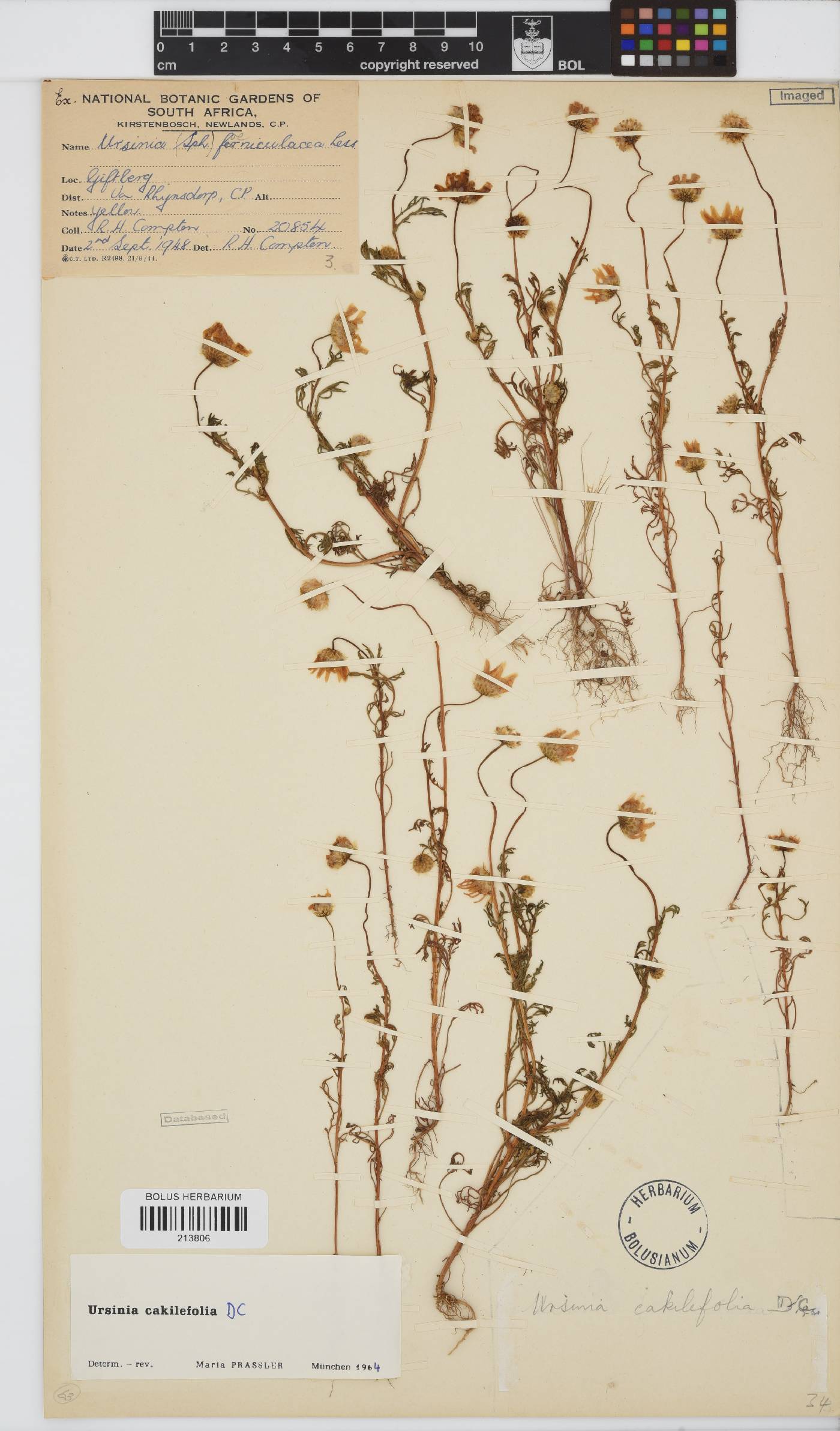 Ursinia cakilefolia image