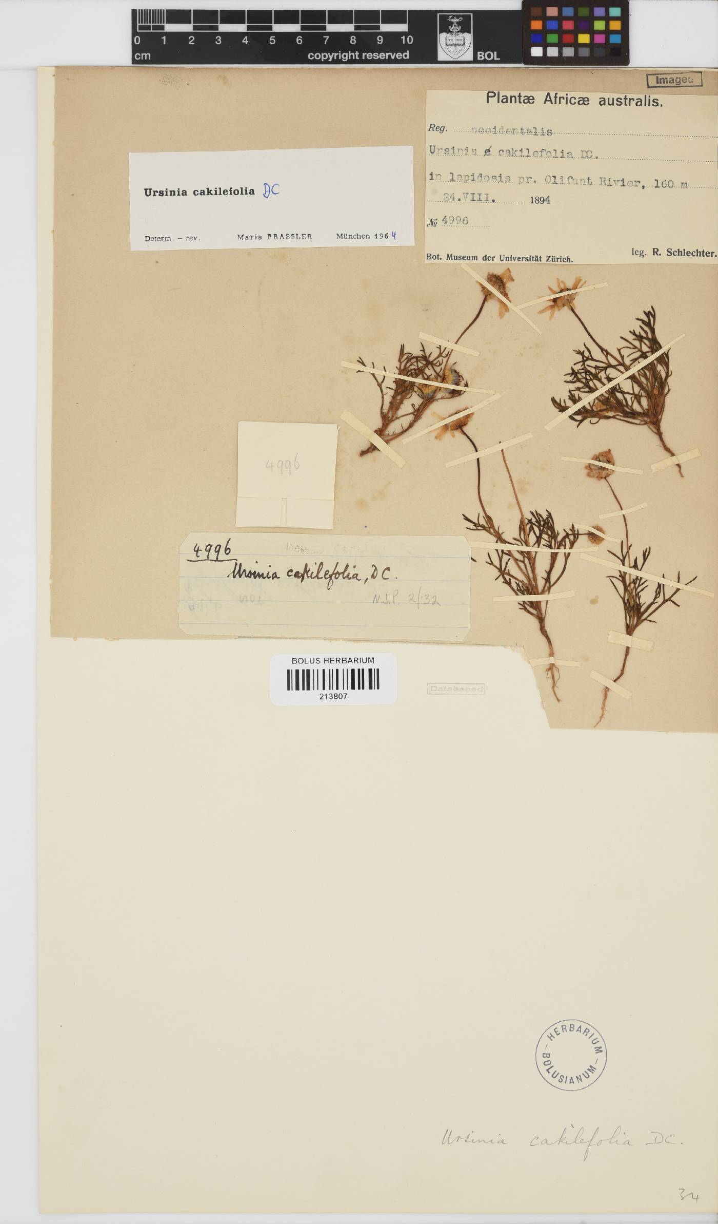 Ursinia cakilefolia image