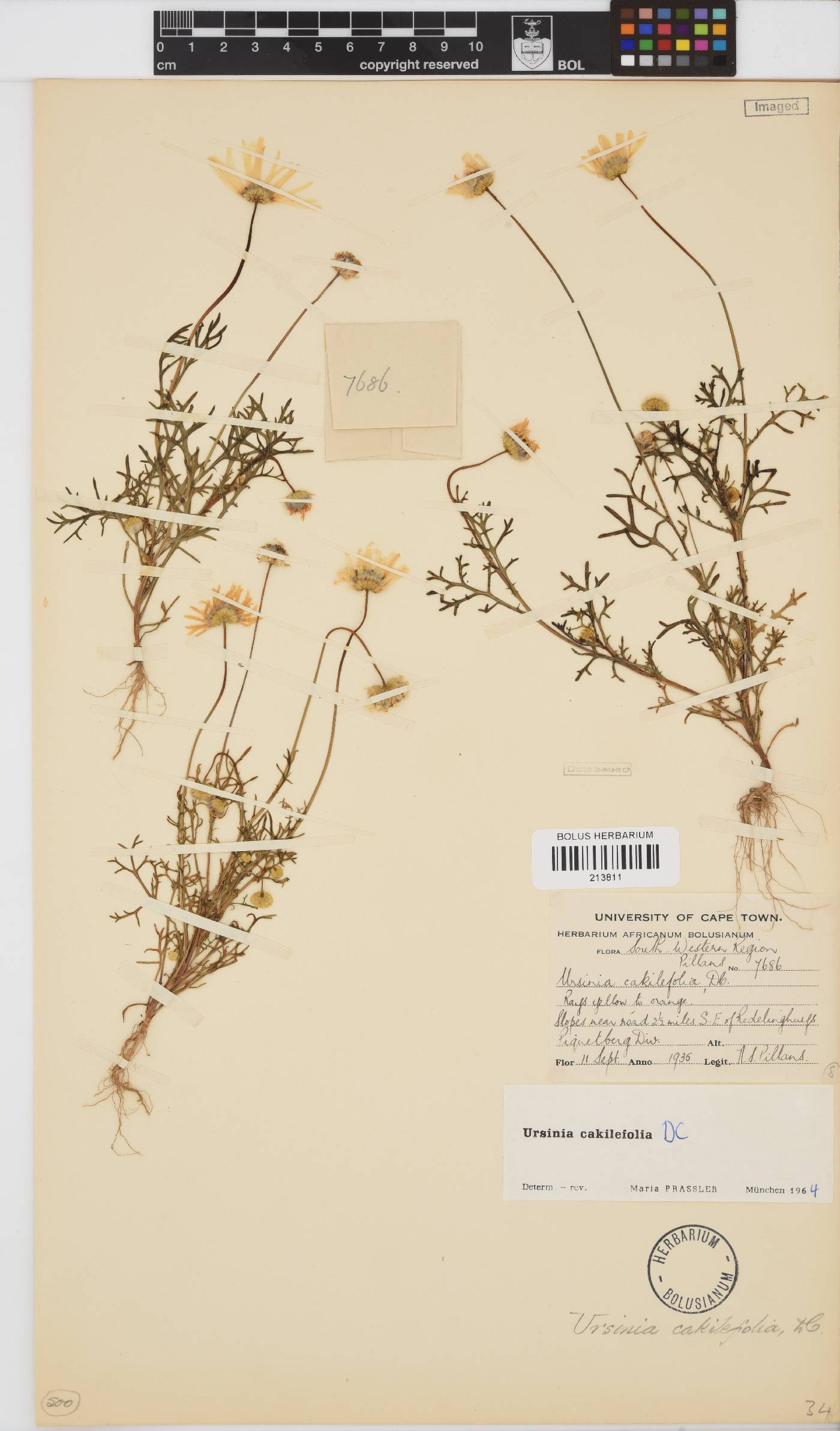 Ursinia cakilefolia image