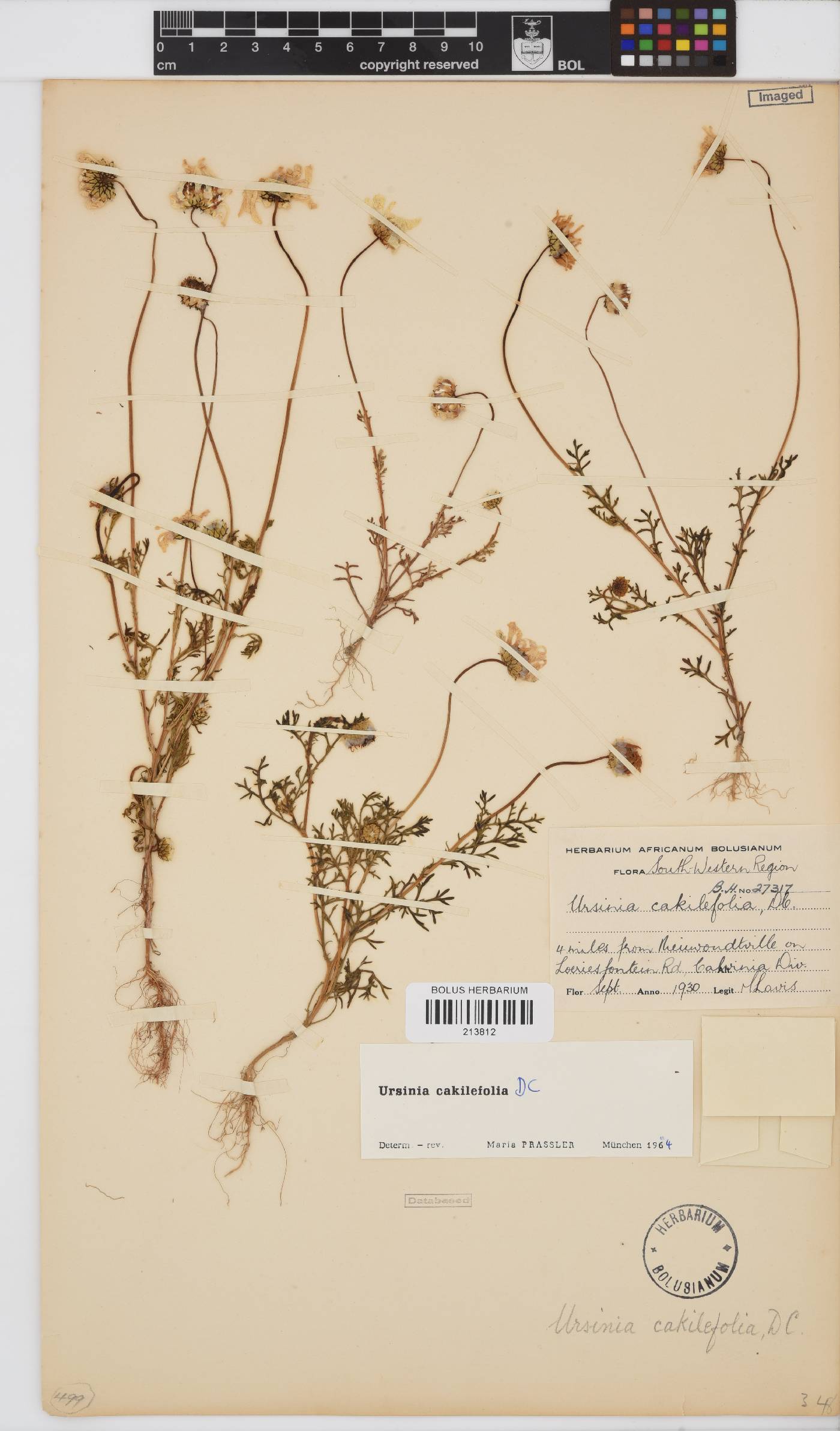 Ursinia cakilefolia image