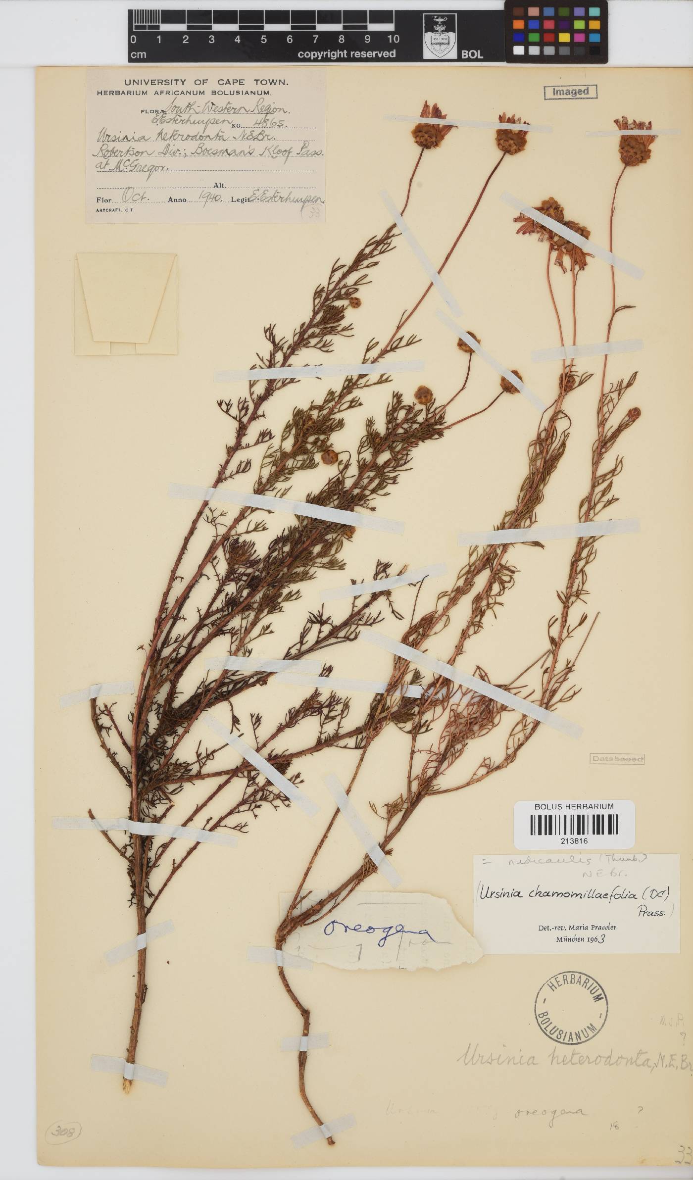 Ursinia nudicaulis image