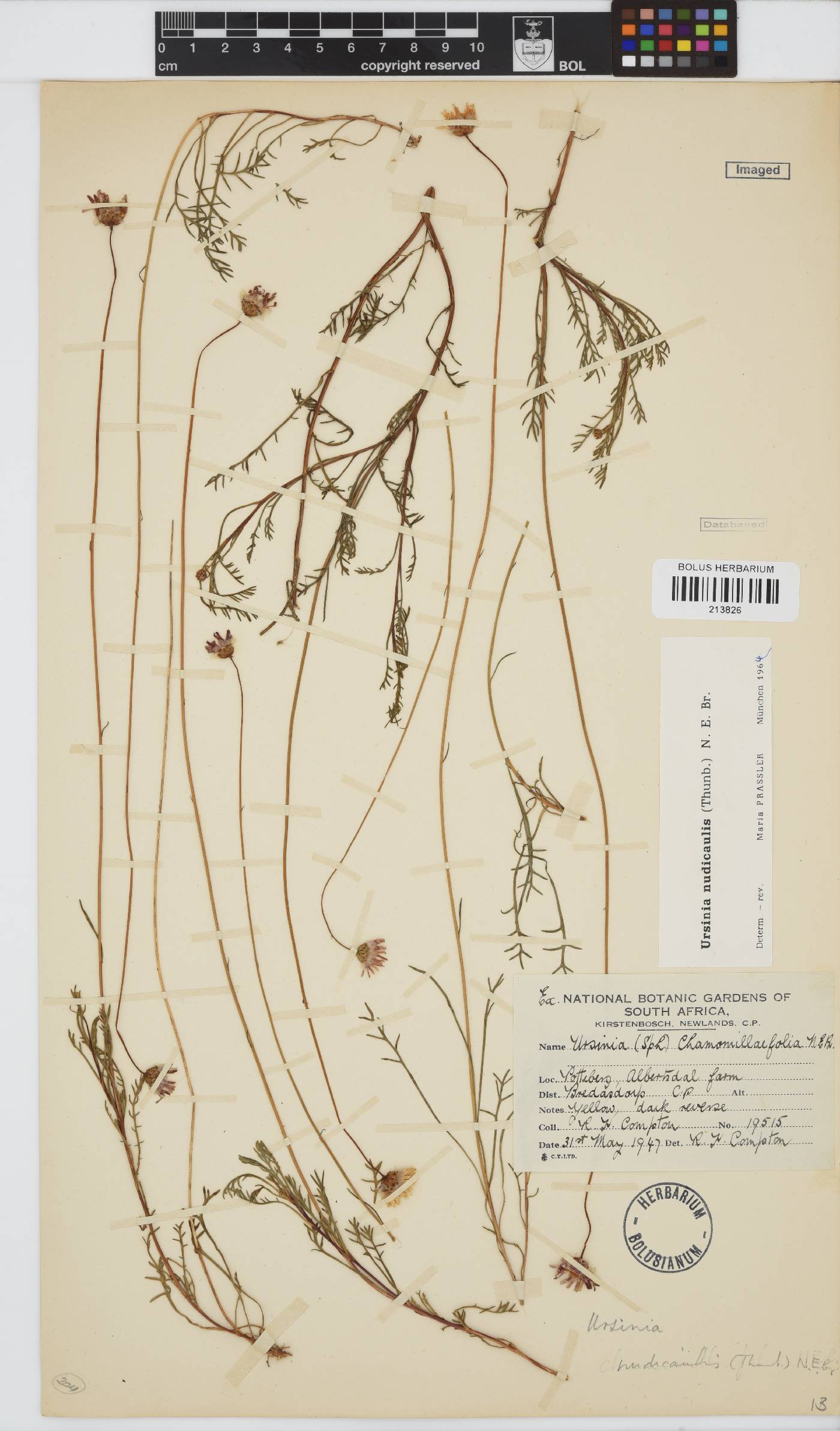 Ursinia nudicaulis image