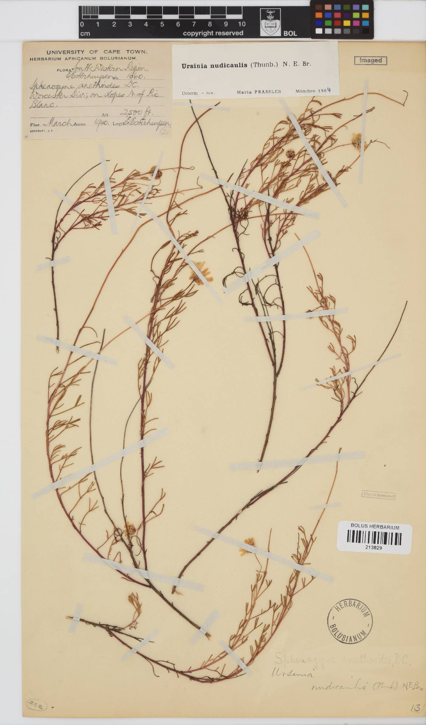 Ursinia nudicaulis image