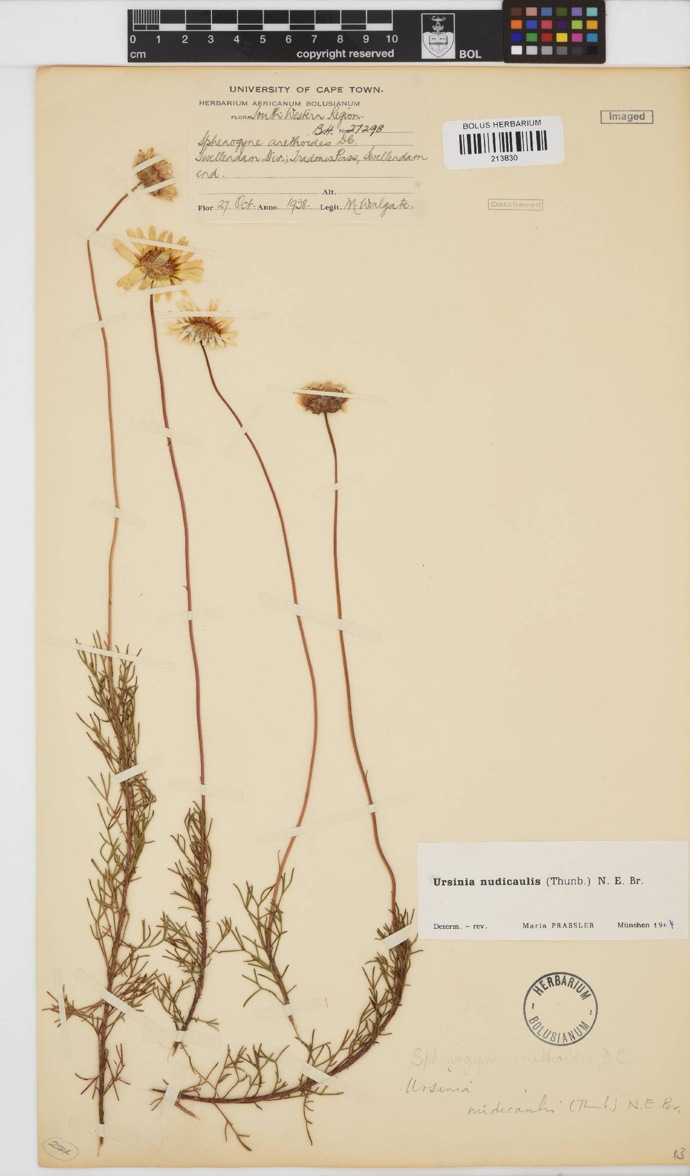 Ursinia nudicaulis image