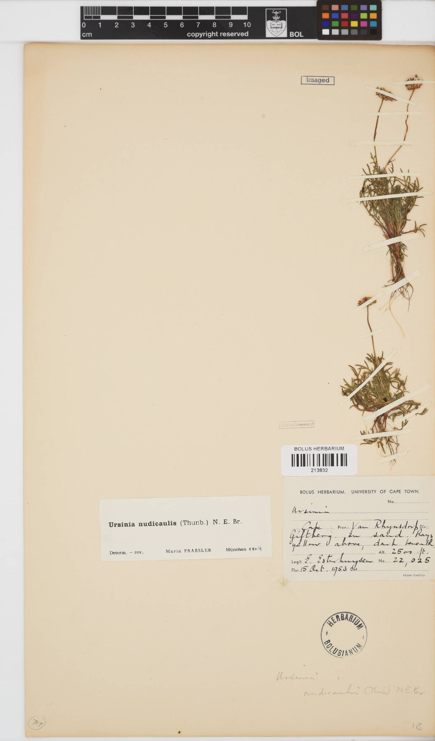 Ursinia nudicaulis image