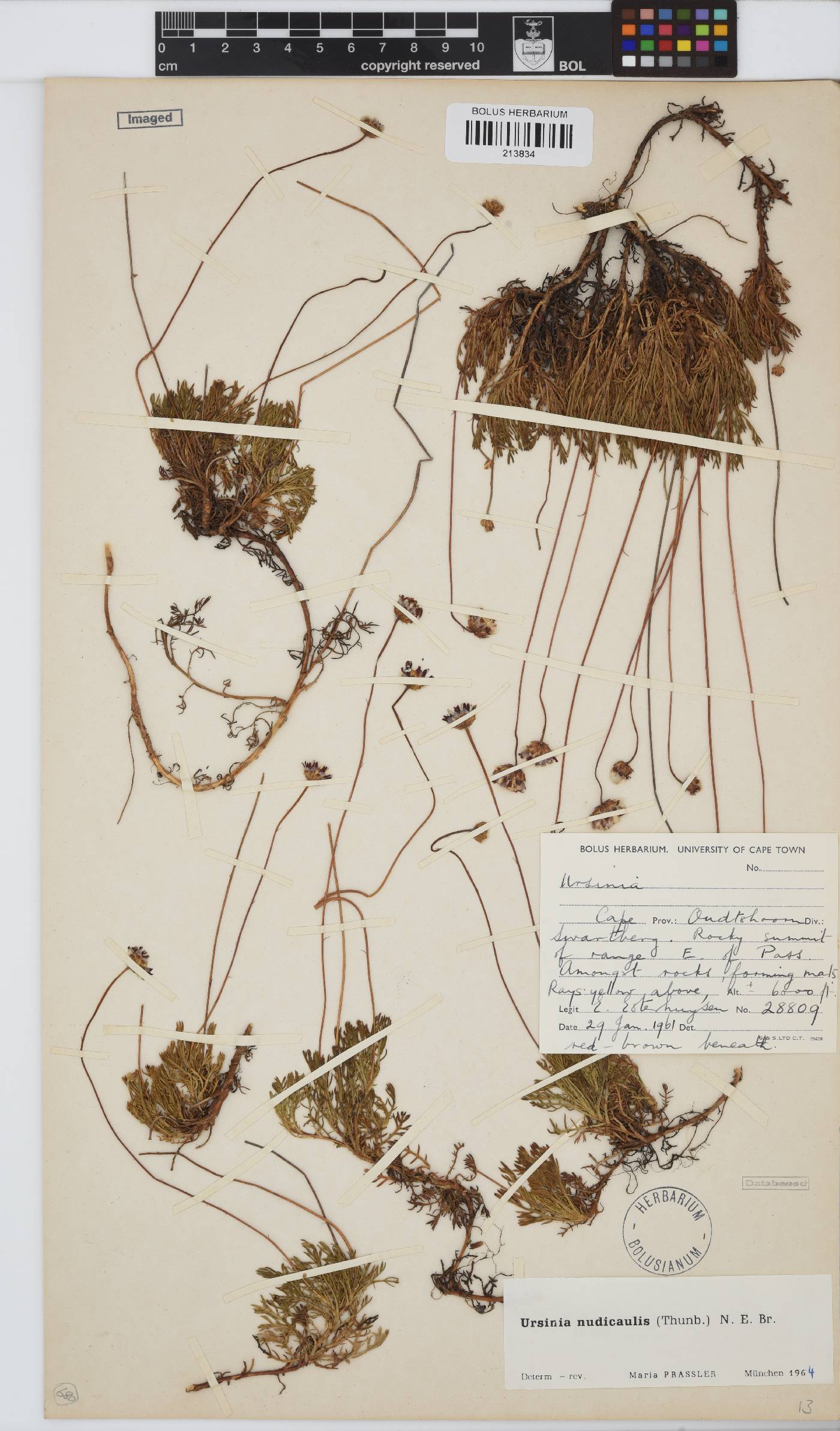 Ursinia nudicaulis image