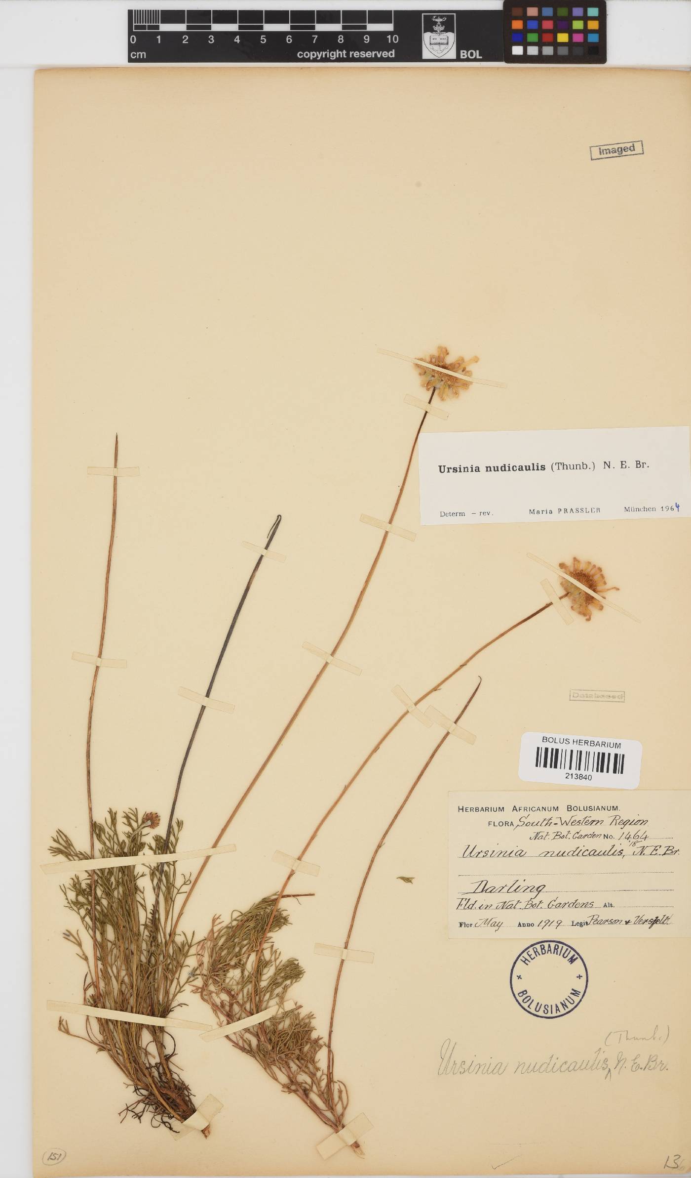 Ursinia nudicaulis image
