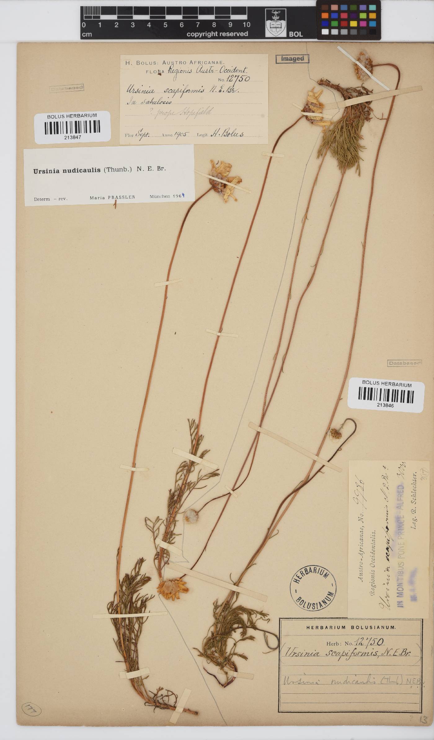 Ursinia nudicaulis image