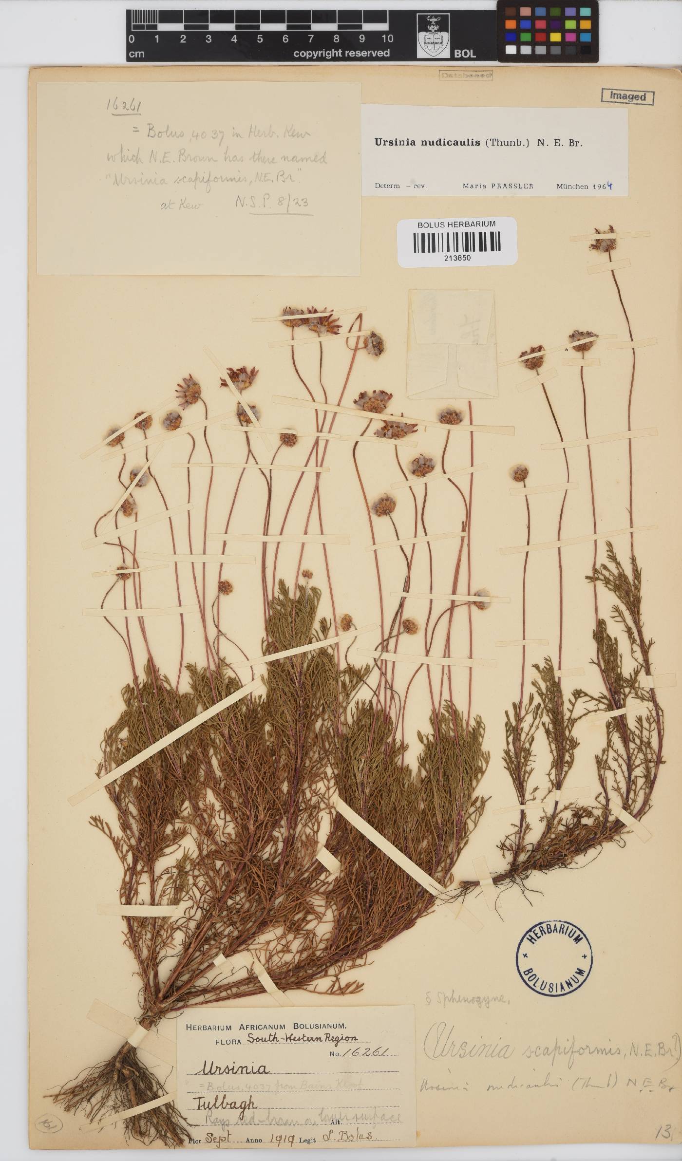 Ursinia nudicaulis image