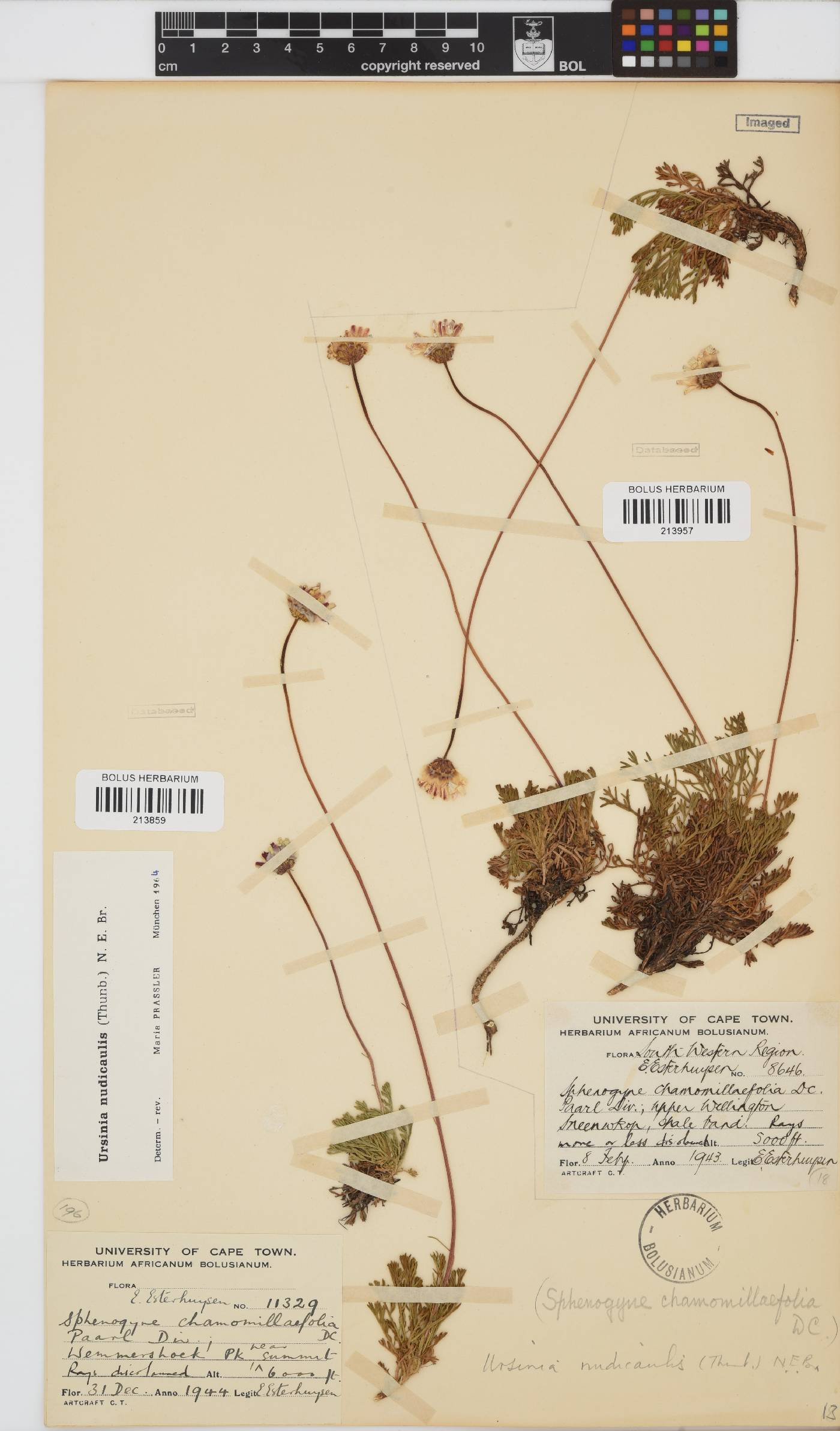 Ursinia nudicaulis image