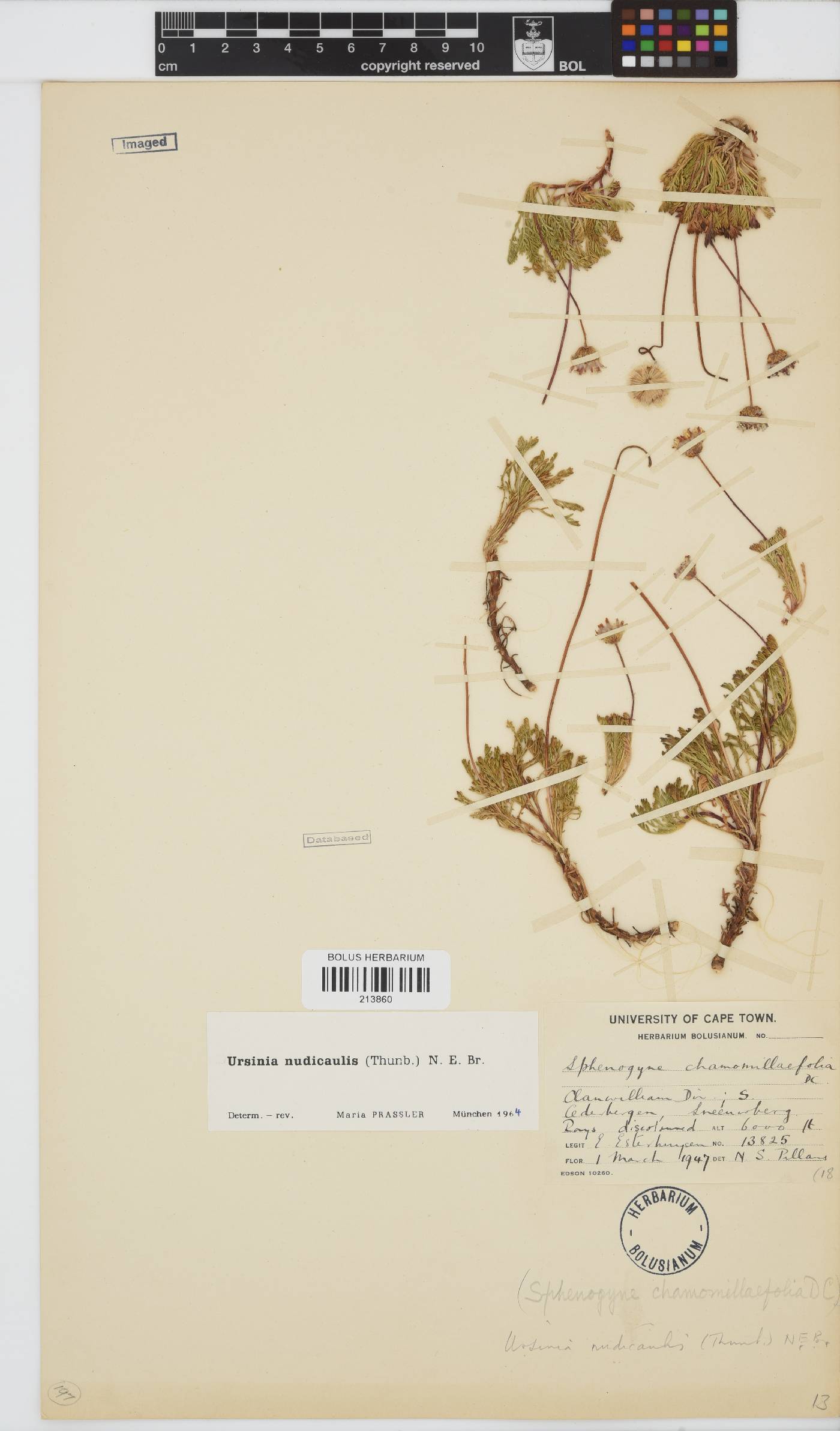 Ursinia nudicaulis image