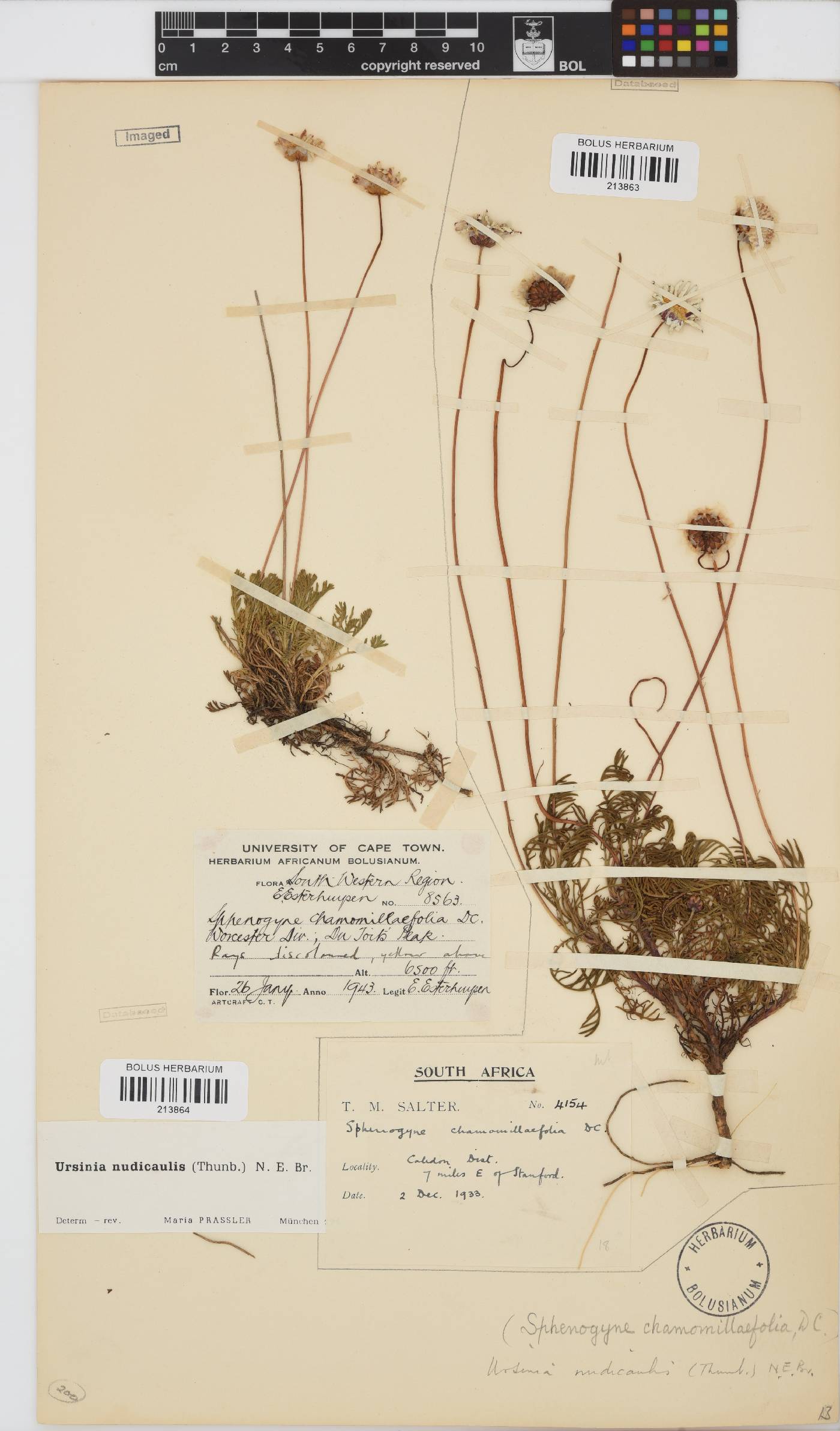 Ursinia nudicaulis image