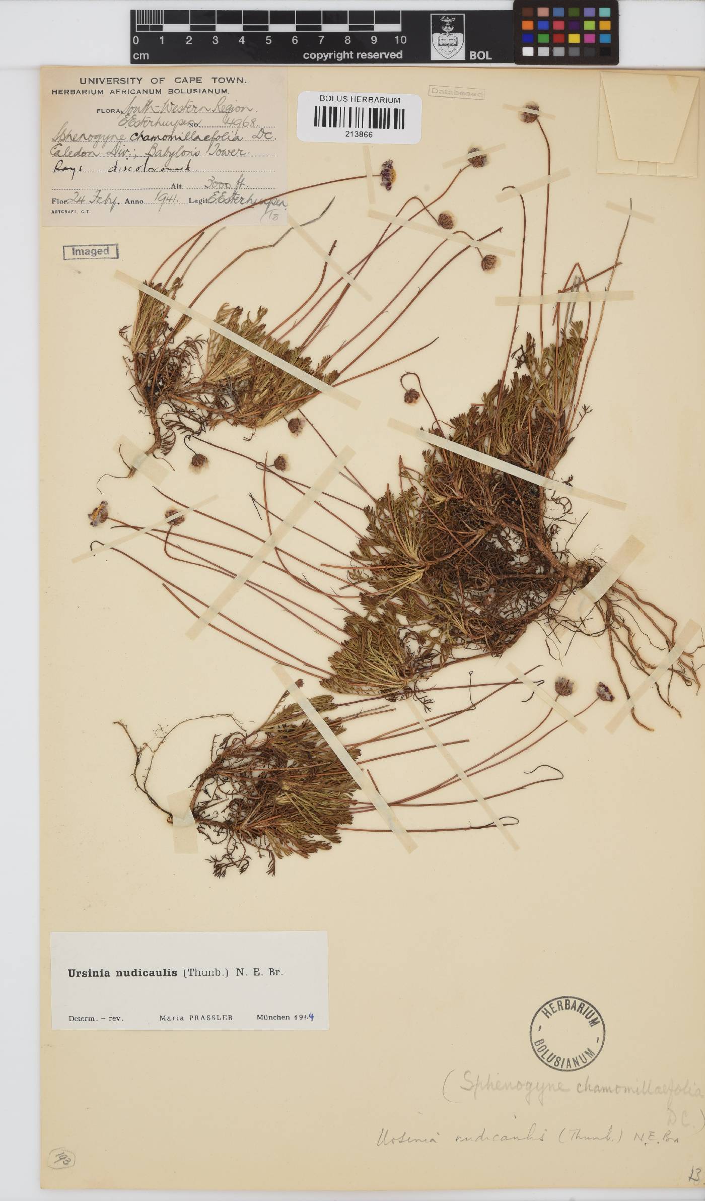 Ursinia nudicaulis image