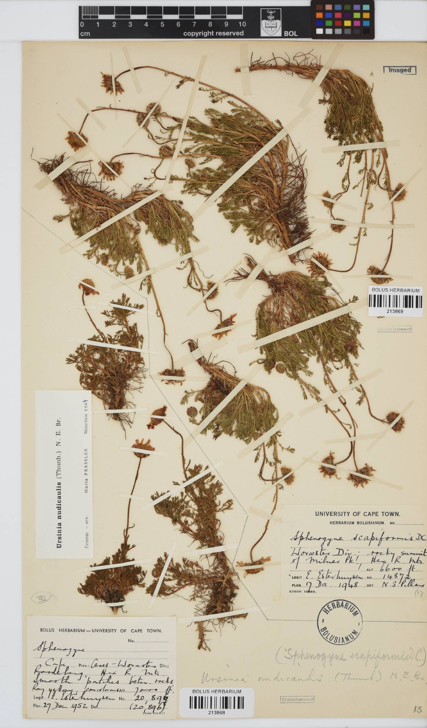 Ursinia nudicaulis image