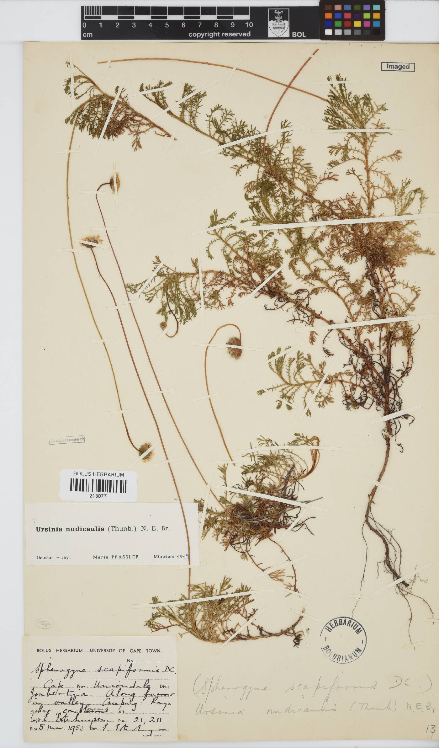 Ursinia nudicaulis image