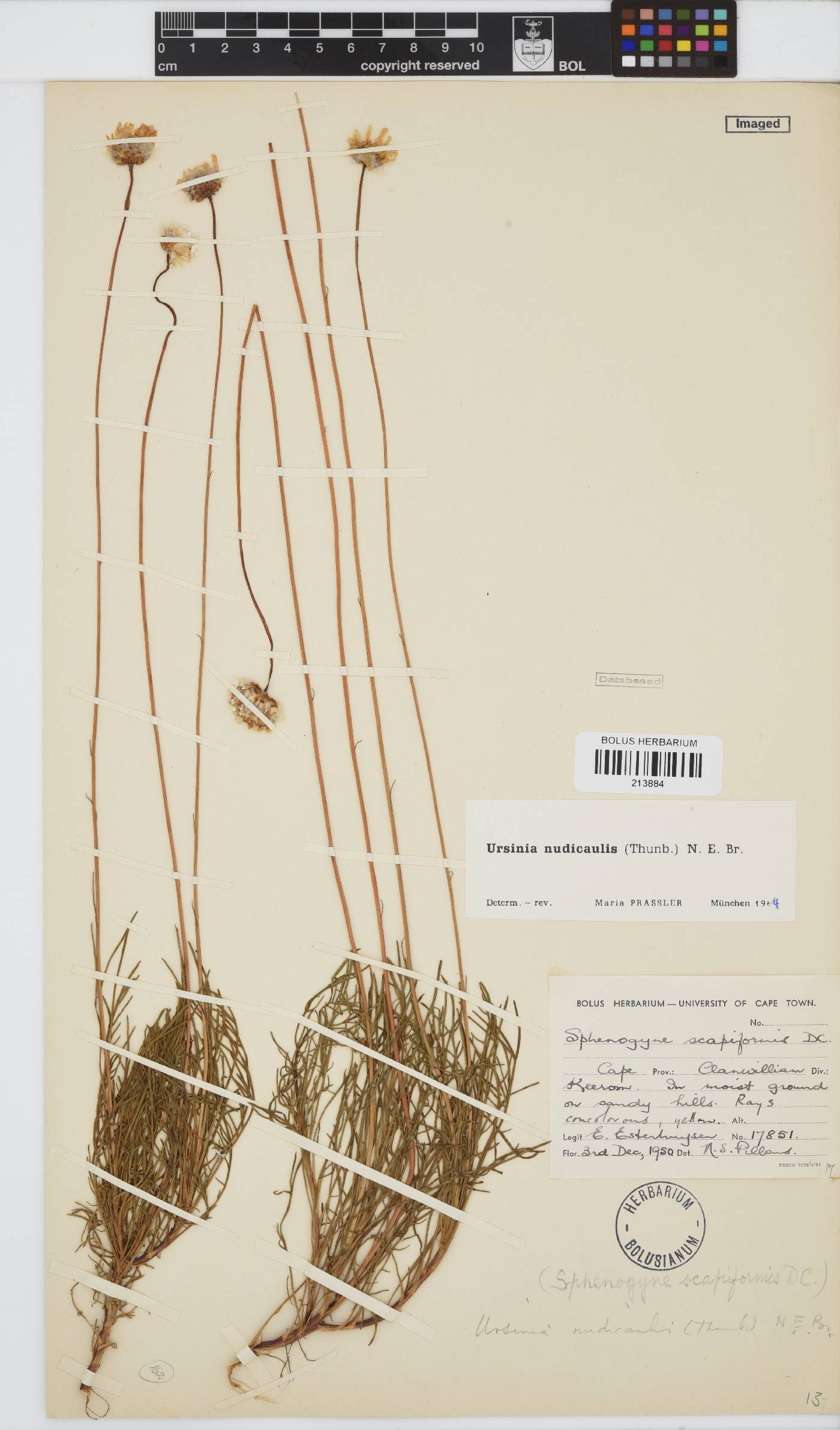 Ursinia nudicaulis image