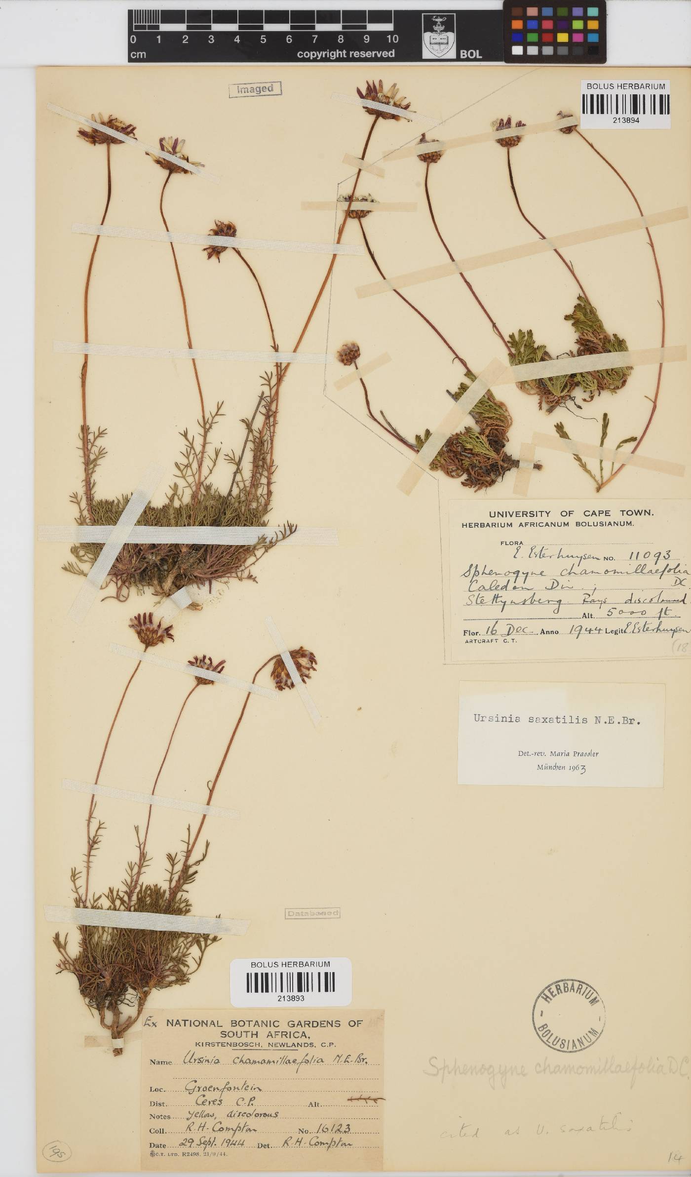 Ursinia saxatilis image