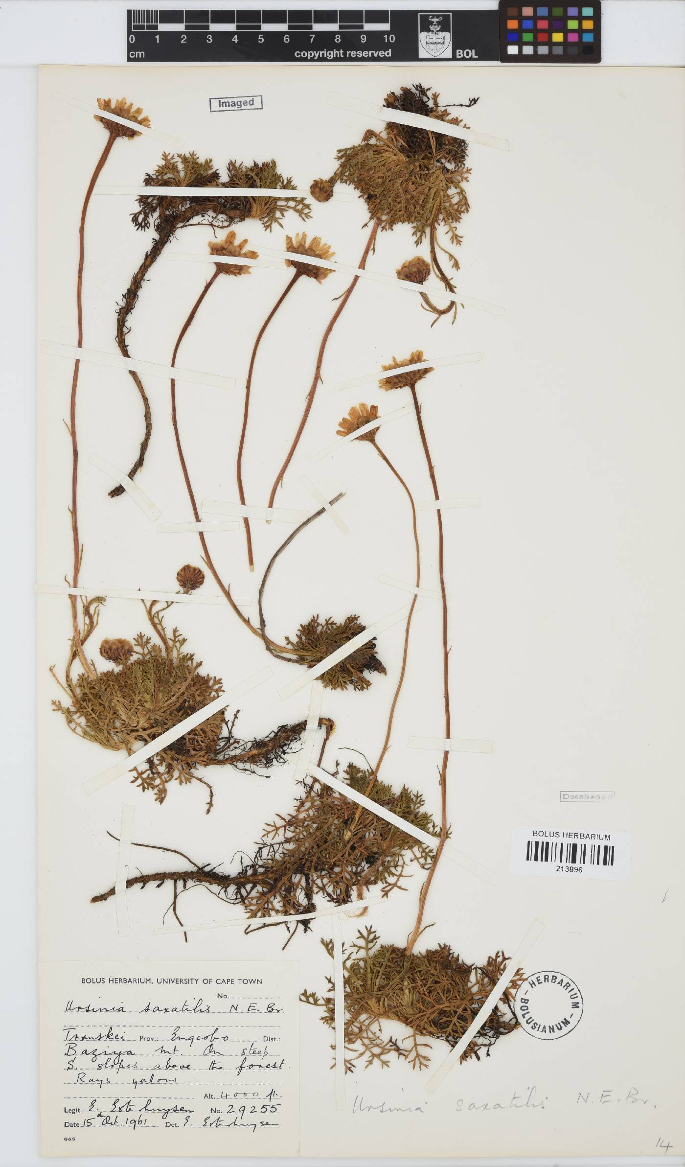 Ursinia saxatilis image