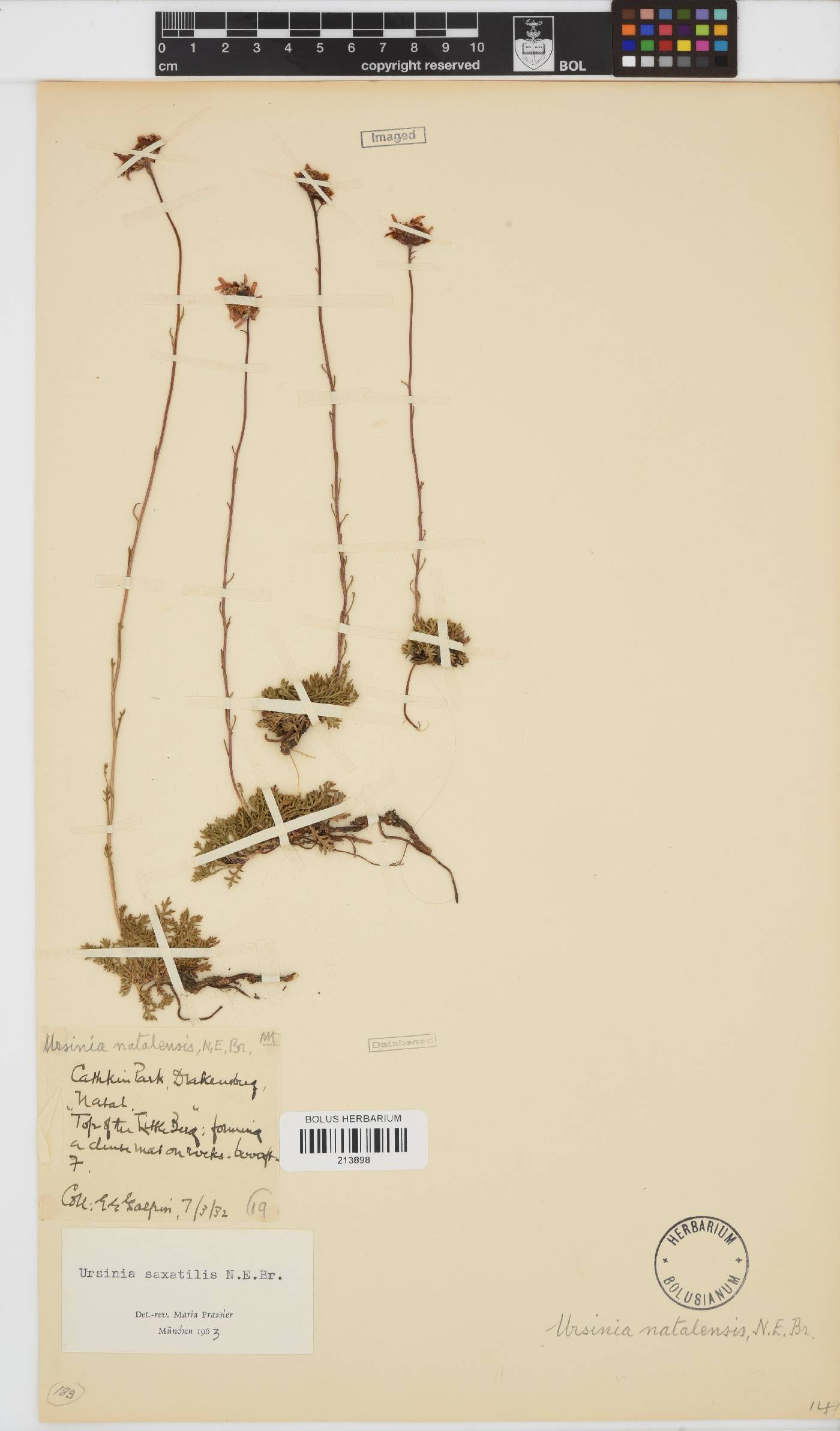 Ursinia saxatilis image