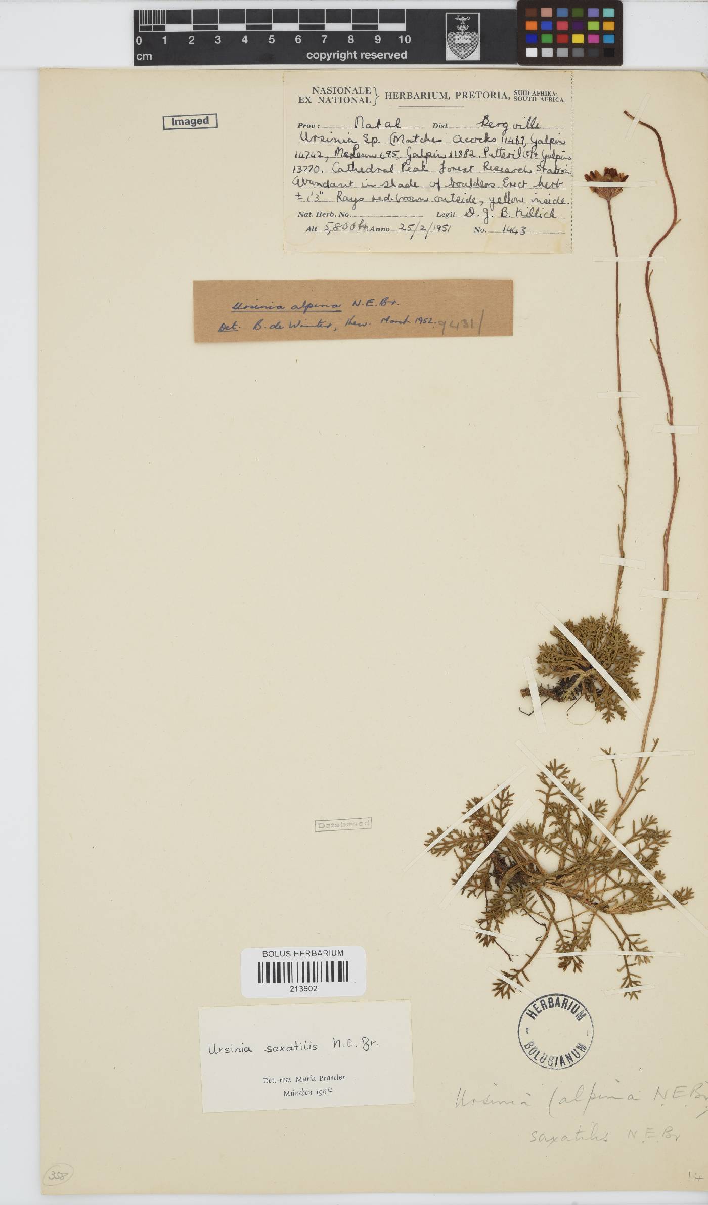 Ursinia saxatilis image