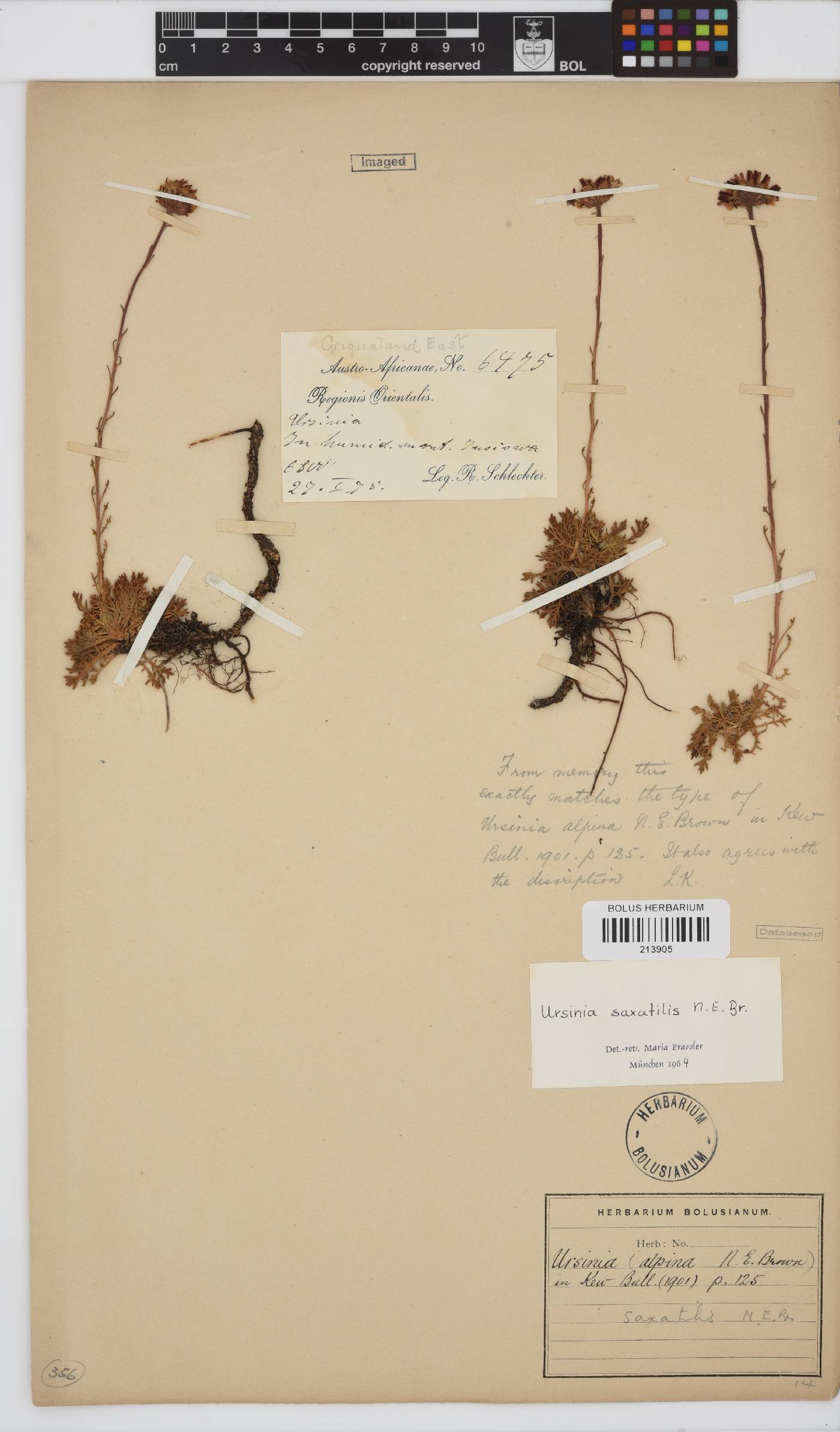 Ursinia saxatilis image