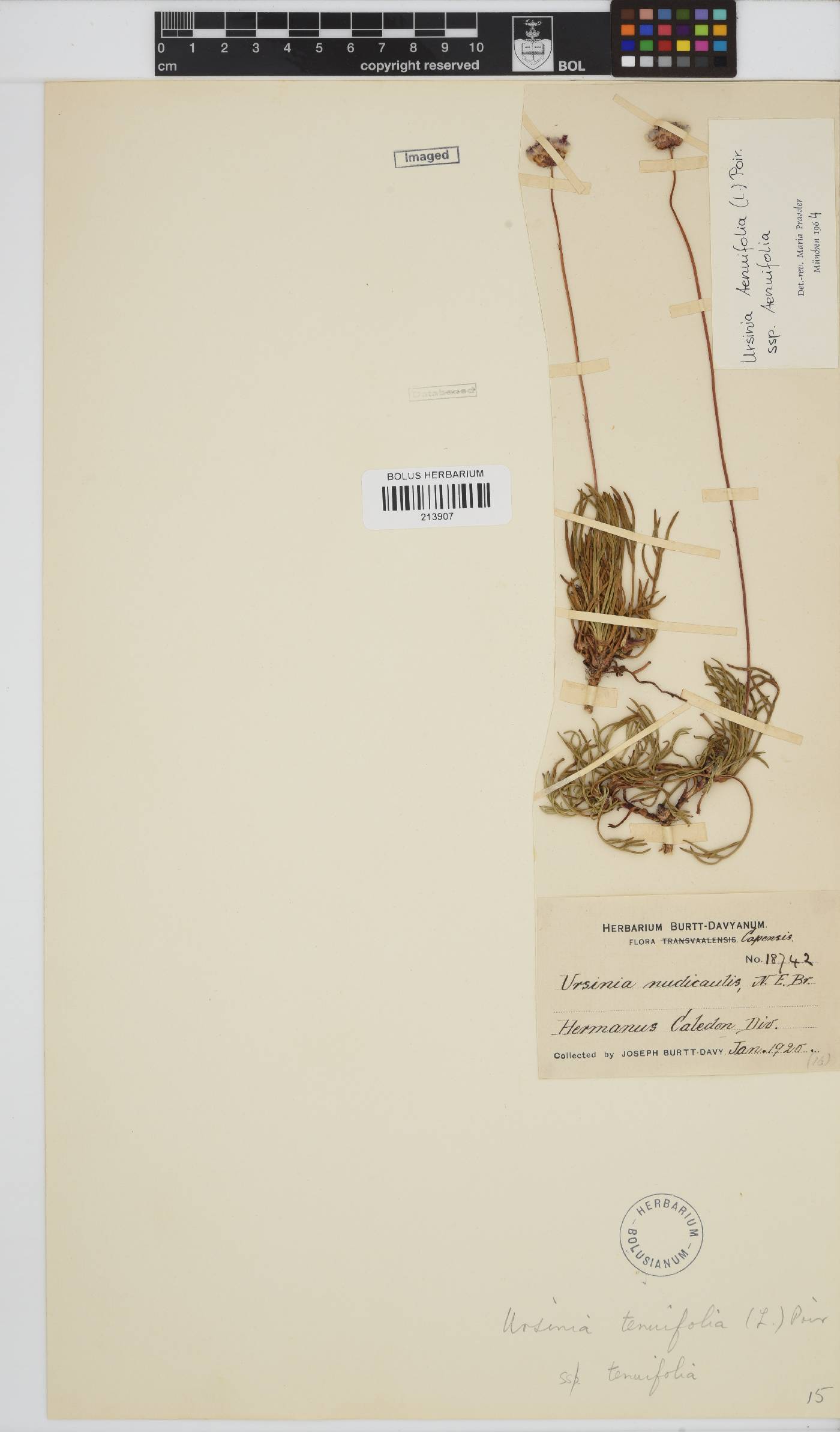 Ursinia tenuifolia image