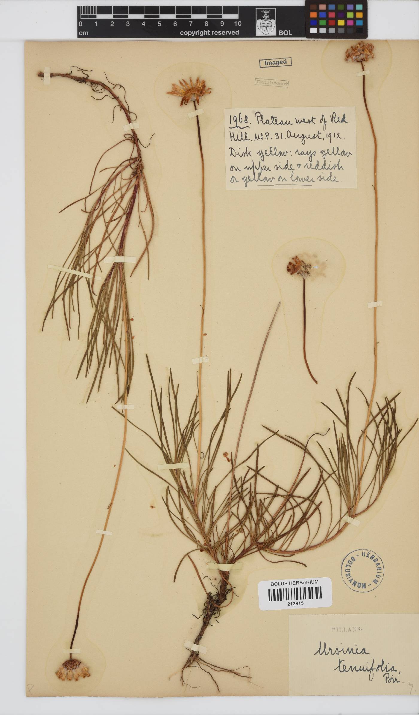 Ursinia tenuifolia image