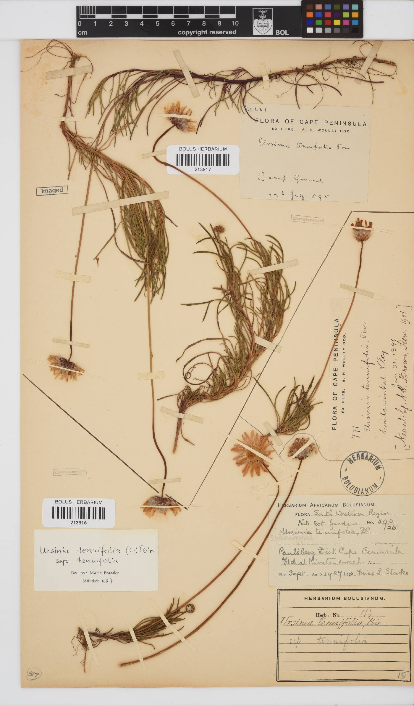 Ursinia tenuifolia image