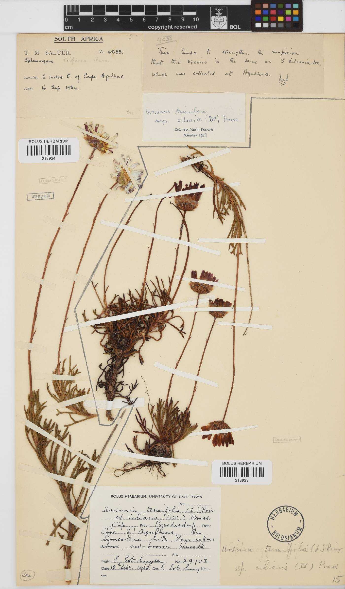 Ursinia tenuifolia subsp. ciliaris image