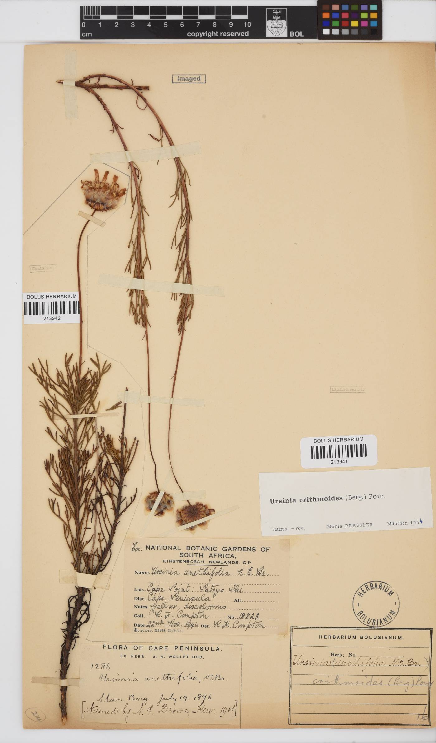 Ursinia paleacea image