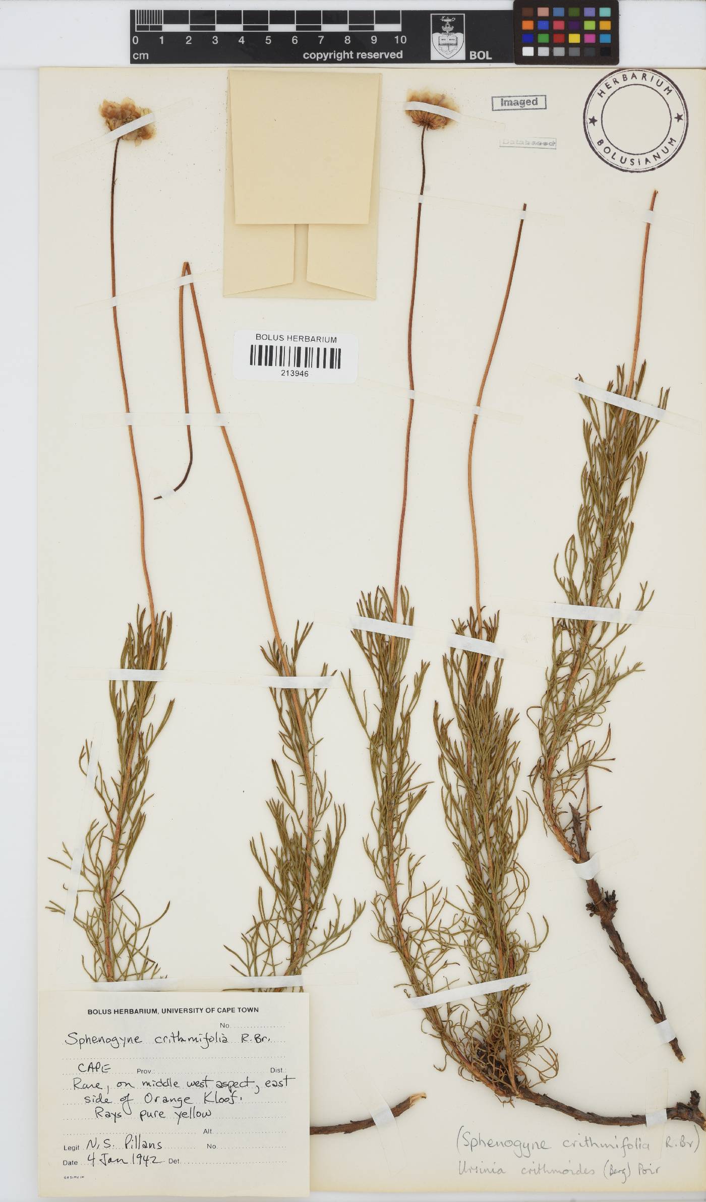 Ursinia paleacea image