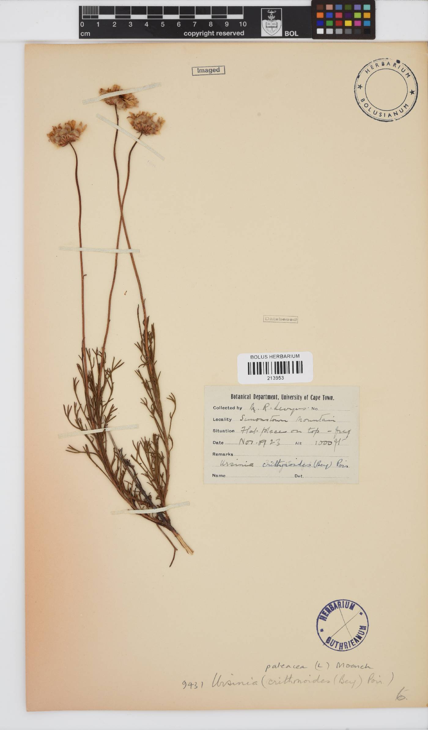 Ursinia paleacea image