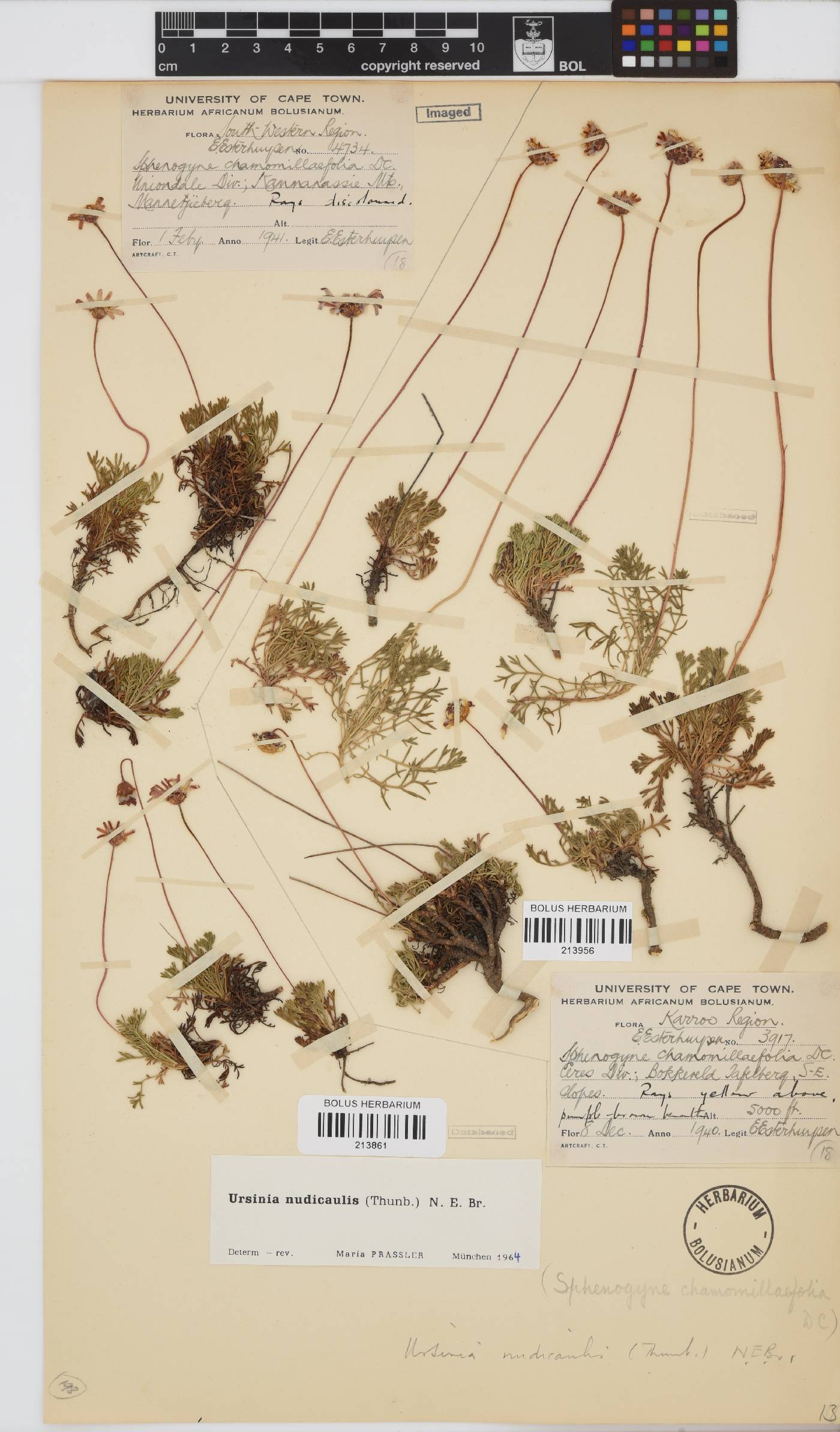 Ursinia nudicaulis image