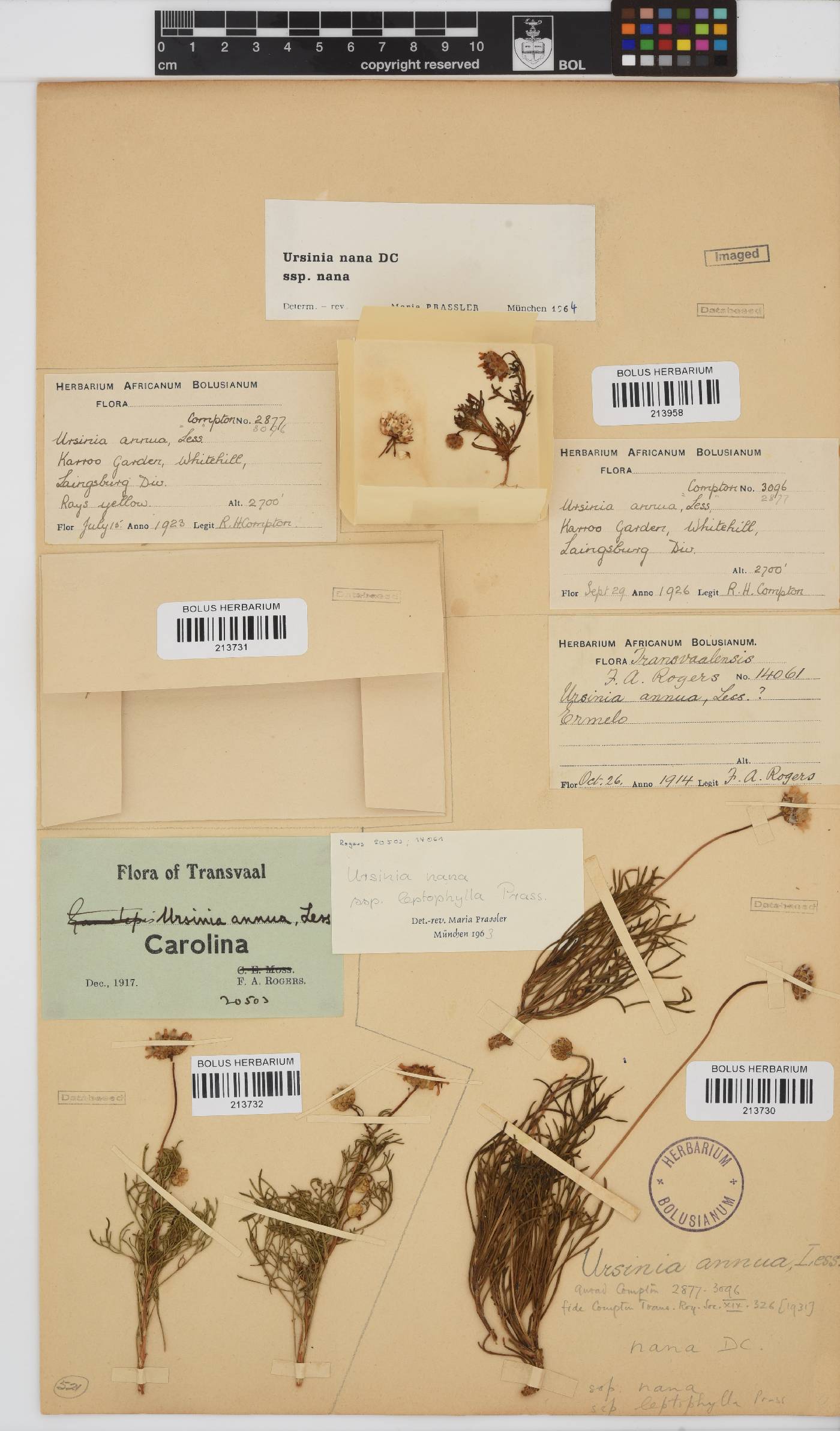 Ursinia nana subsp. nana image