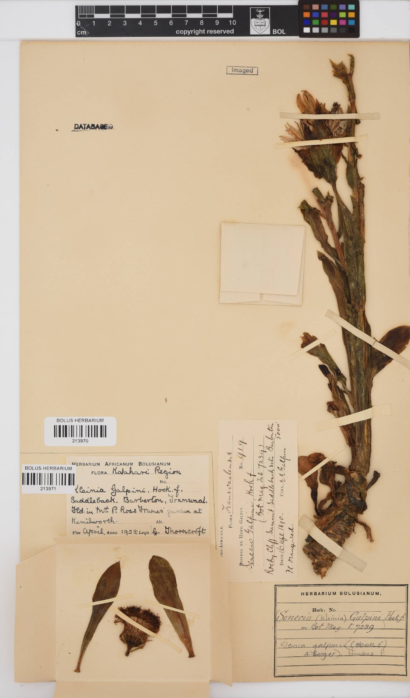 Kleinia galpinii image