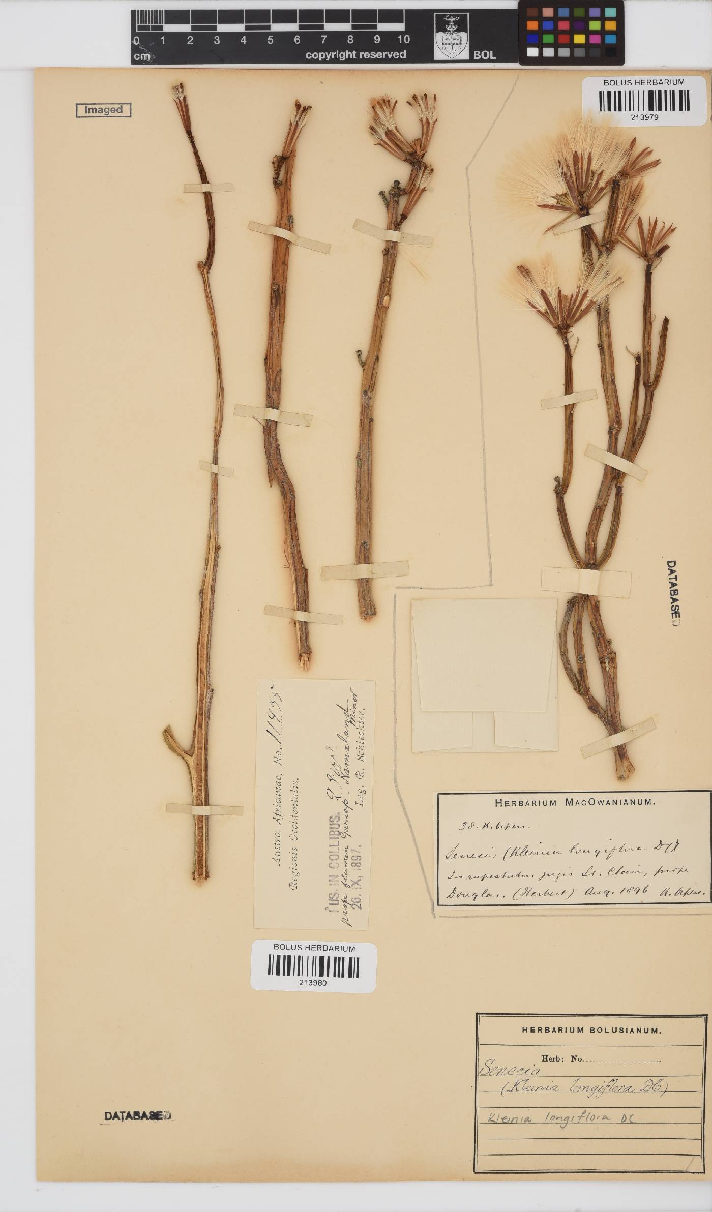 Kleinia longiflora image