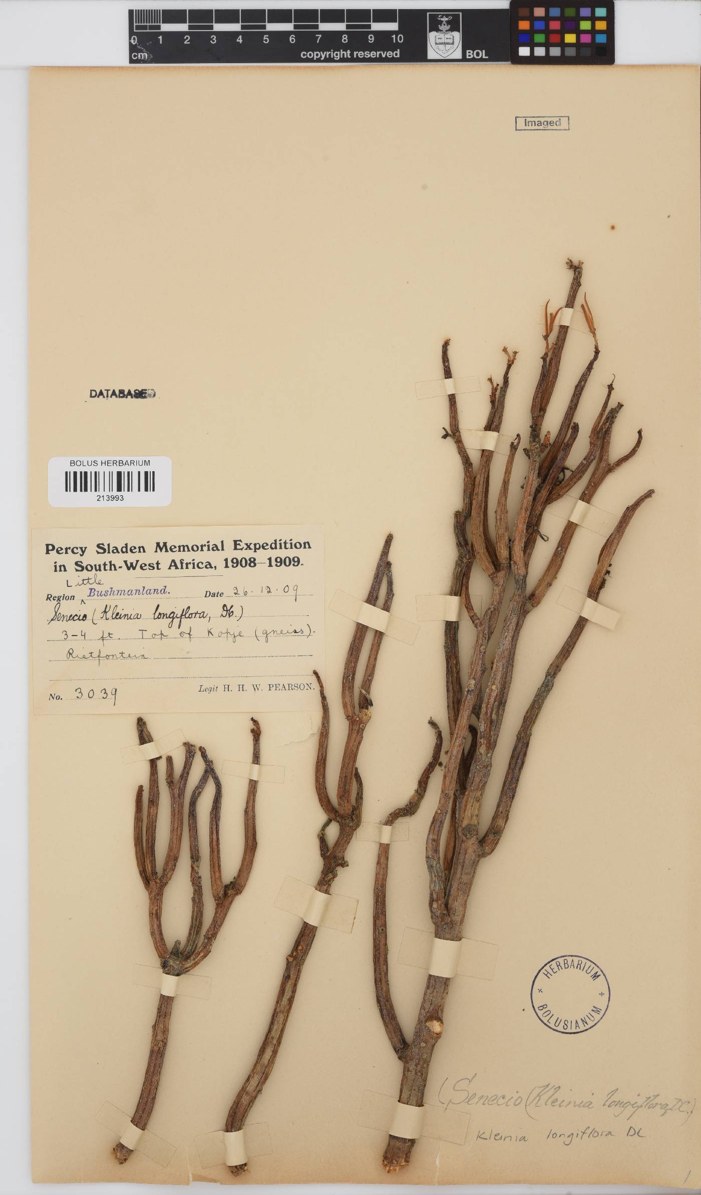 Kleinia longiflora image