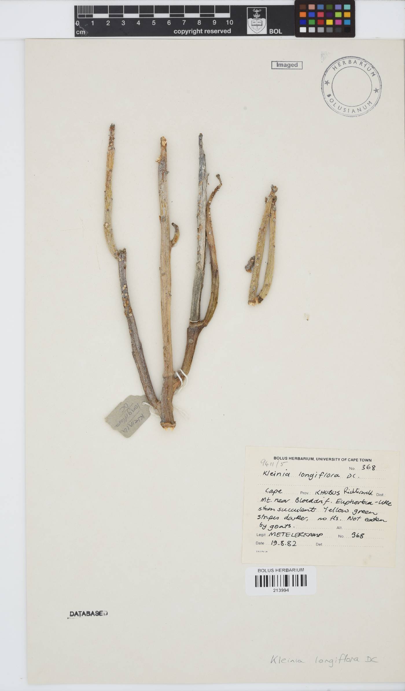 Kleinia longiflora image