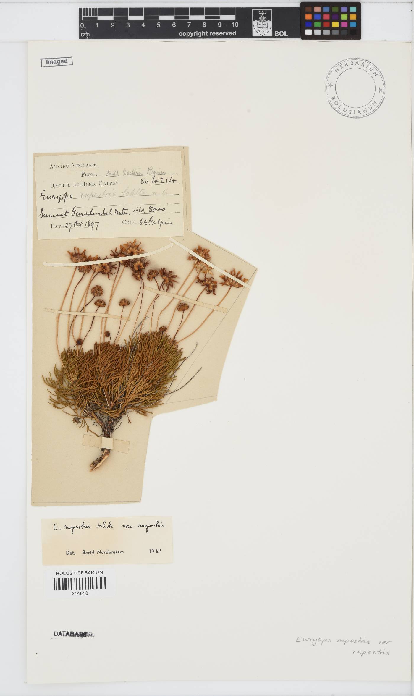 Euryops rupestris var. rupestris image