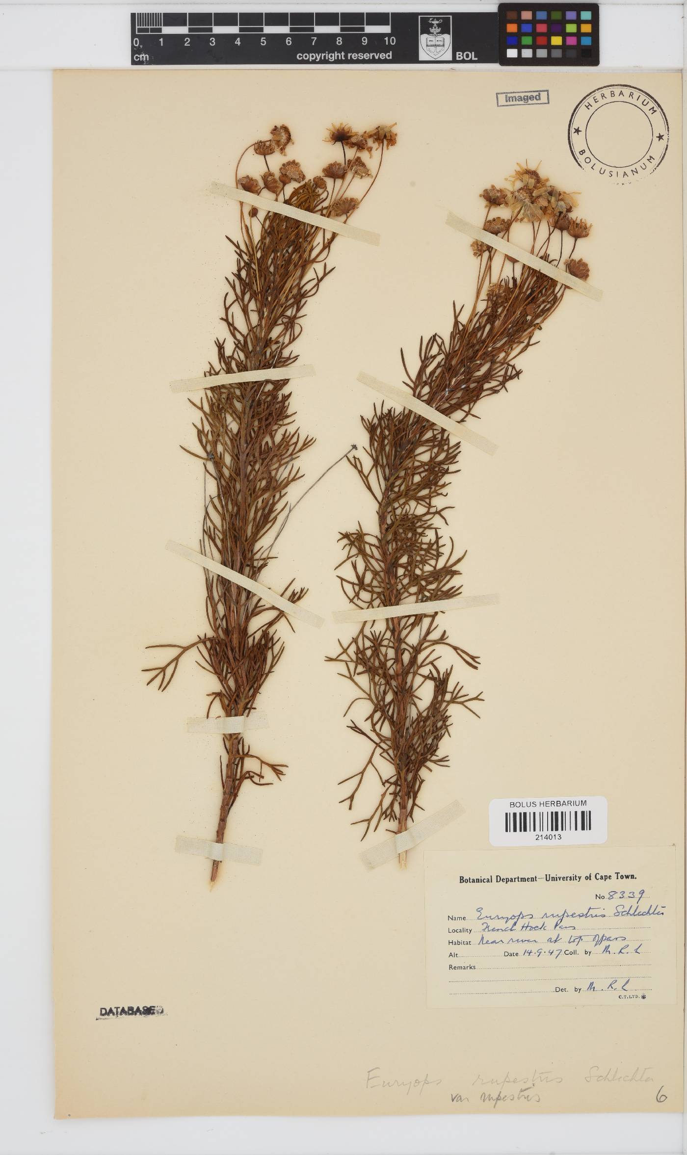 Euryops rupestris image