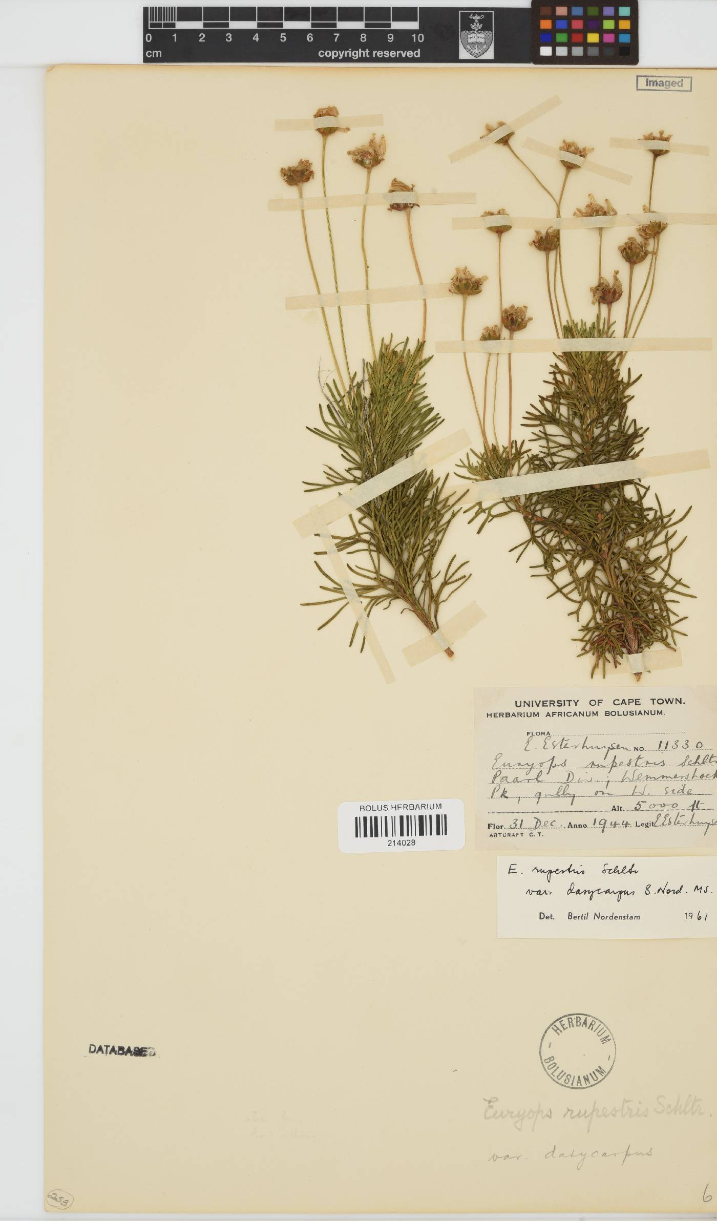 Euryops rupestris var. dasycarpus image