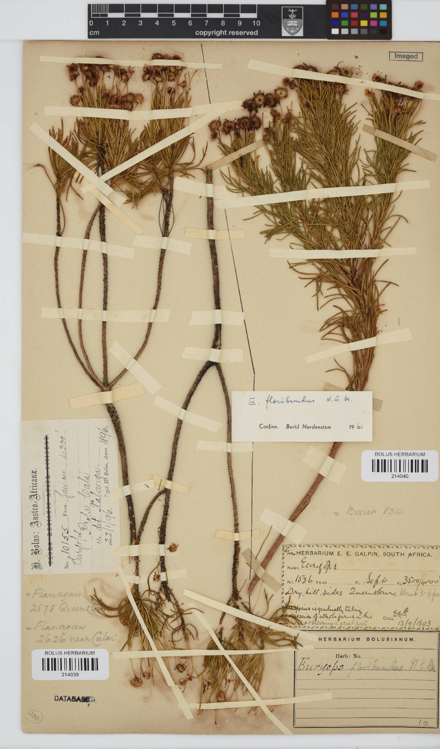 Euryops floribundus image