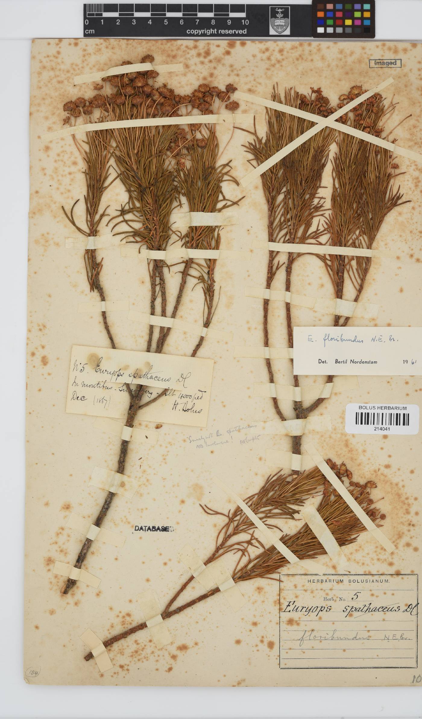 Euryops floribundus image