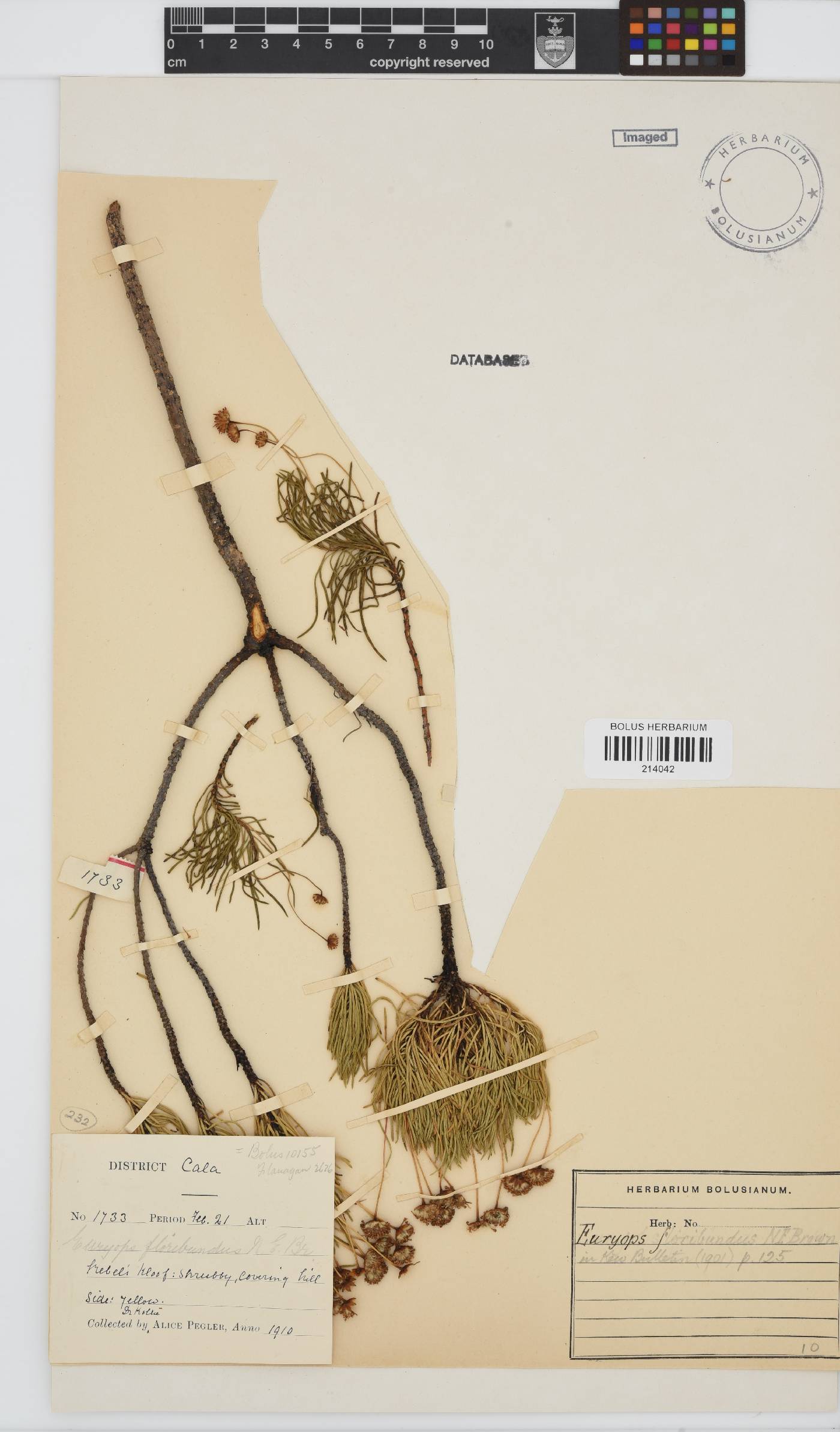 Euryops floribundus image
