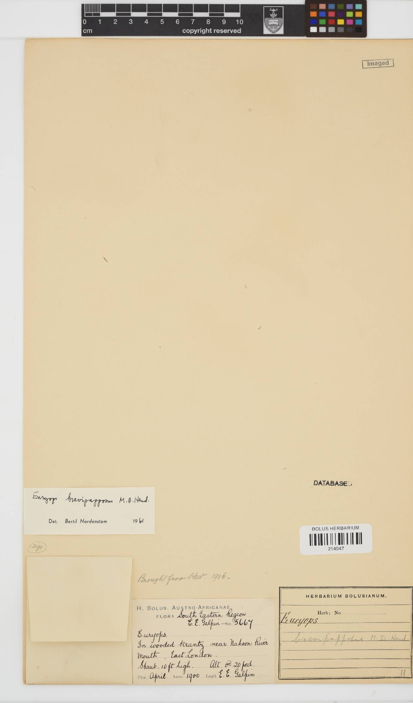 Euryops brevipapposus image