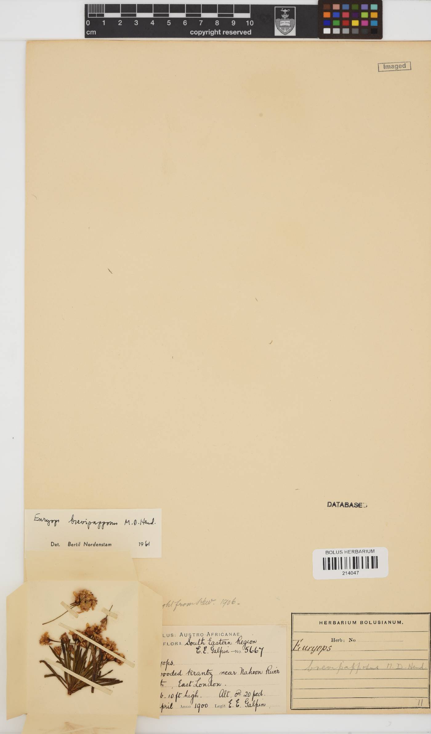 Euryops brevipapposus image