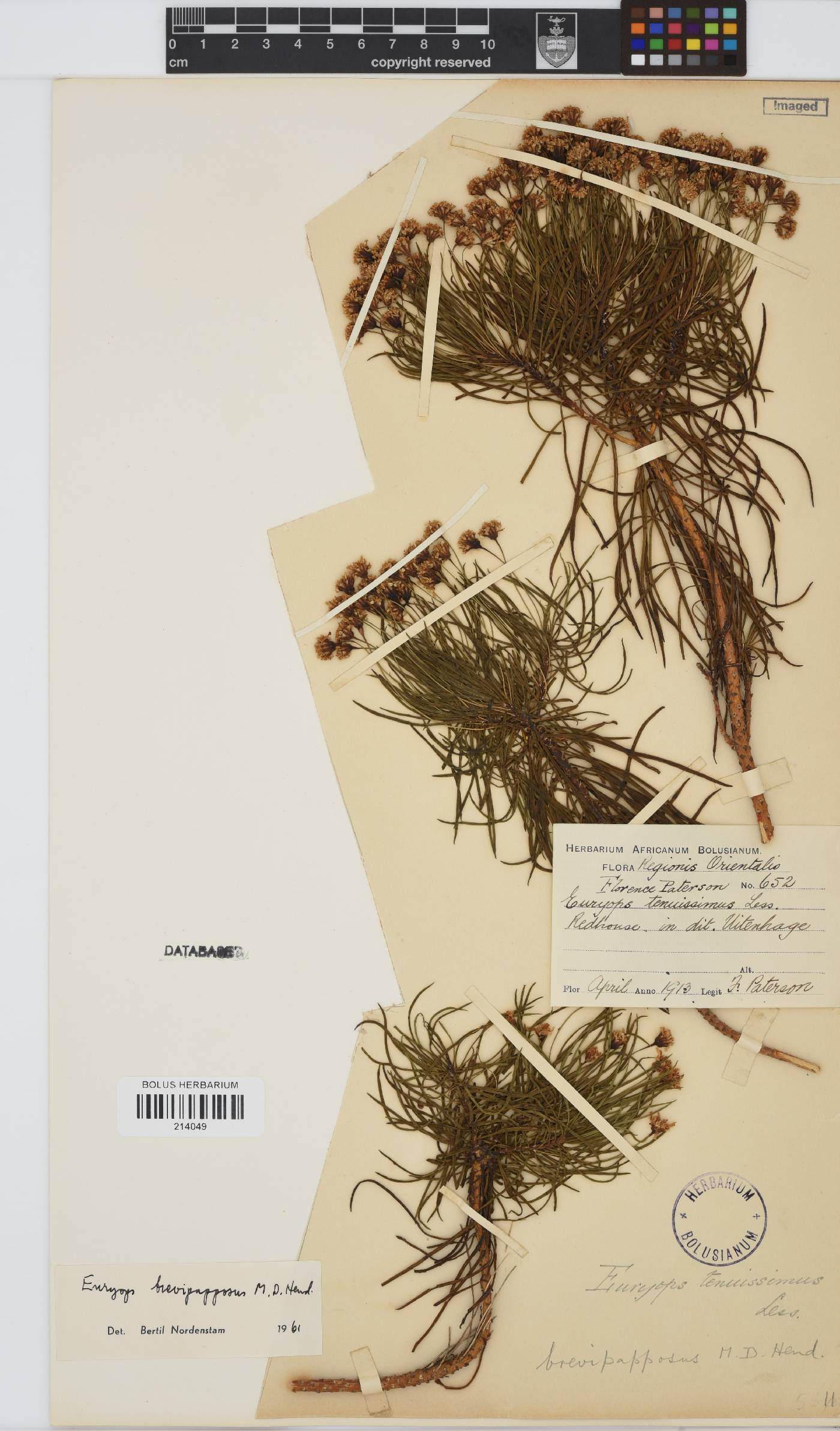 Euryops brevipapposus image